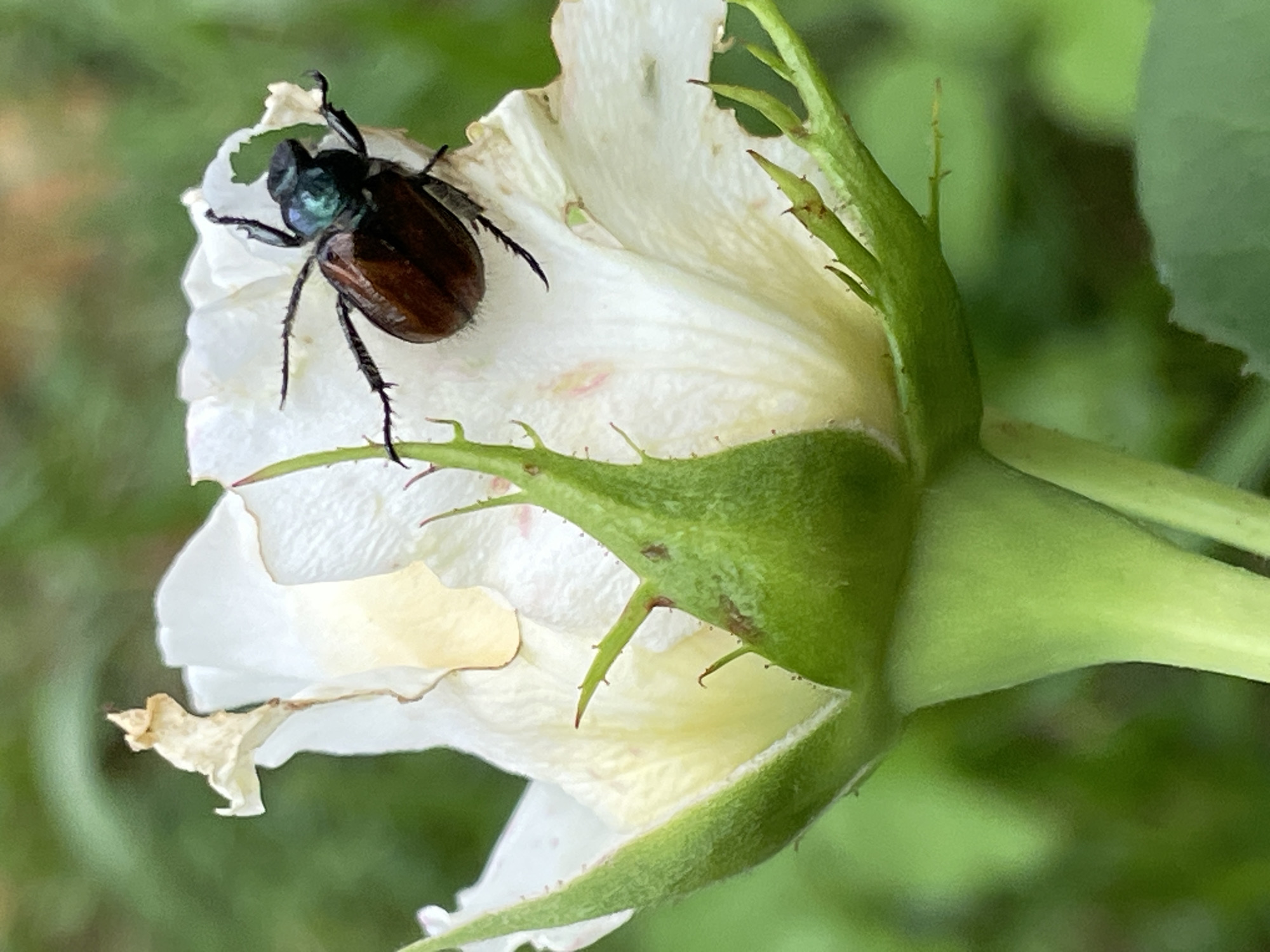 A close-up, eye-level, outdoor shot shows a brown beetle with a iridescent green head resting on a white rose. The beetle is positioned on the upper right side of the rose, facing left, with its legs extended. The rose is partially open, with some dried and curled petals. The sepals are green and spiky. The background is softly blurred green foliage. The image appears to be taken in a garden setting, with the lighting suggesting daytime.