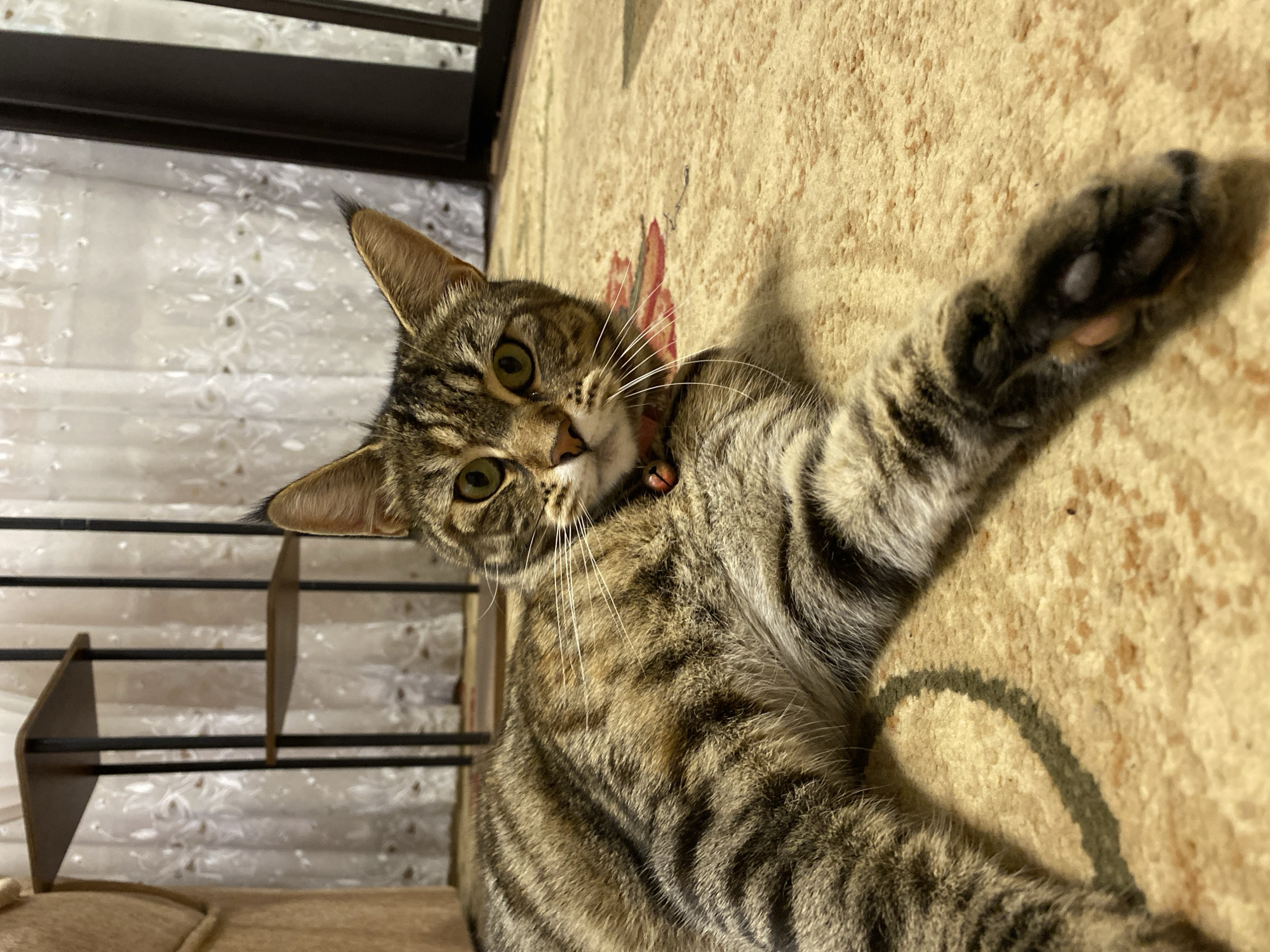 A tabby cat is lying on a tan carpet. The cat is looking at the camera with green eyes and has a red collar. In the background, there is a white curtain and a black shelf unit. The lighting suggests the image was taken indoors at night. The image was taken in the city of Maykop, Russia.