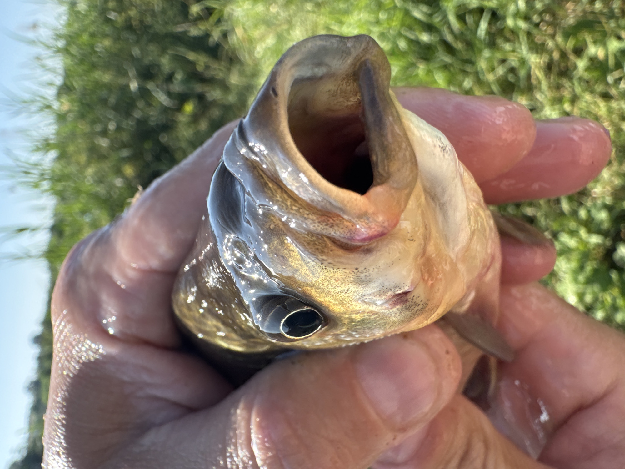 A close-up, eye-level shot shows a person's hand holding a small, wet fish with its mouth open, displaying its pink interior and small dark flecks. The fish is golden-brown with a large, dark eye. The hand, with visible wrinkles and a damp sheen, cradles the fish. In the background, out of focus, is lush green vegetation under a bright blue sky. The image appears to be taken outdoors, possibly near a body of water.