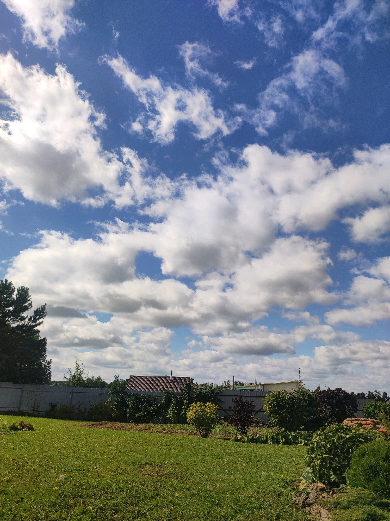 The image captures a sunny day with a partly cloudy blue sky over a residential backyard. The foreground features a well-maintained green lawn with scattered dandelions. A grey metal fence runs horizontally across the midground, separating the yard from a row of bushes and trees. Behind the fence, a red-tiled roof of a house is visible, along with portions of other residential structures and utility poles. The overall scene suggests a rural or suburban setting in the city of Fokino, Russia, characterized by domestic landscaping and a bright, open sky. No people are present in the image.