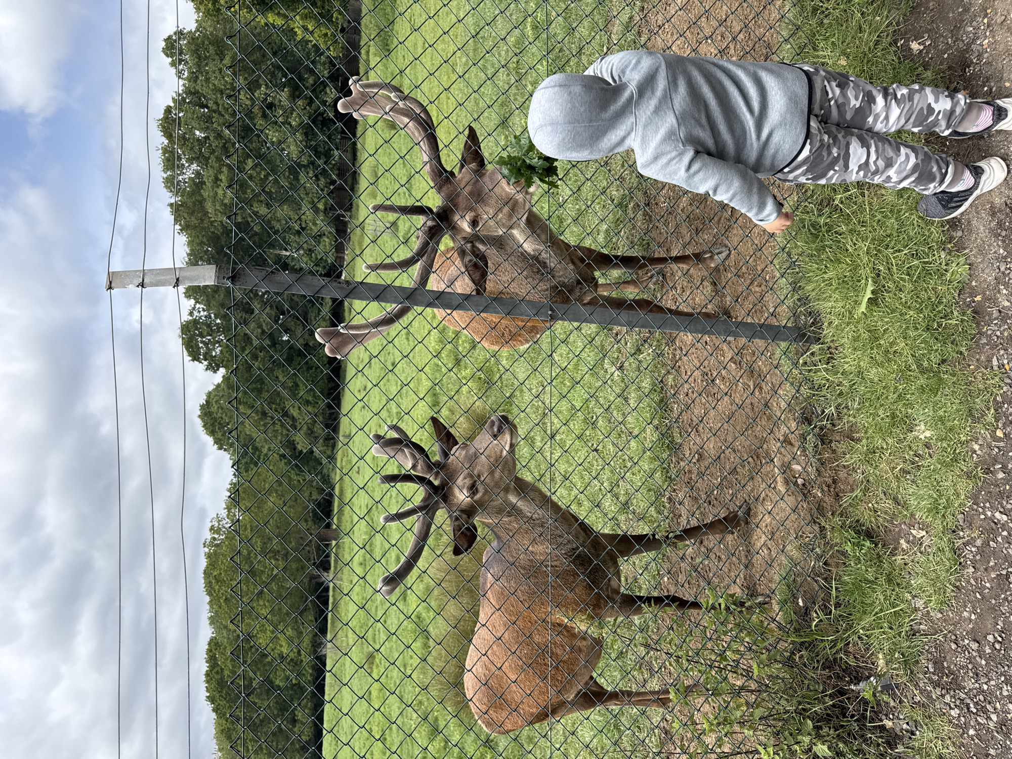 The image depicts an outdoor scene at an animal enclosure in an unknown location. A young child, viewed from behind, stands on a gravel path in the foreground, facing a green chain-link fence. The child wears a grey hooded sweatshirt, grey and white camouflage sweatpants, and dark athletic shoes with white soles. Their right arm is extended, holding a cluster of green leaves towards the fence.
Beyond the fence are two male deer, likely red deer, with developed antlers. The deer on the right is actively consuming the leaves offered by the child, its mouth open around the foliage. This deer stands near a vertical grey metal fence post. The deer on the left faces partially towards the viewer and appears to be observing the interaction. Both deer have reddish-brown fur and are standing on a patch of dirt and sparse grass within the enclosure.
The enclosure features green grass and some low-lying weeds. In the background, a dense line of dark green deciduous trees forms a horizon. The sky is overcast with a mix of grey clouds and some lighter patches visible in the upper right. Several horizontal wires are strung along the top of the fence line.
