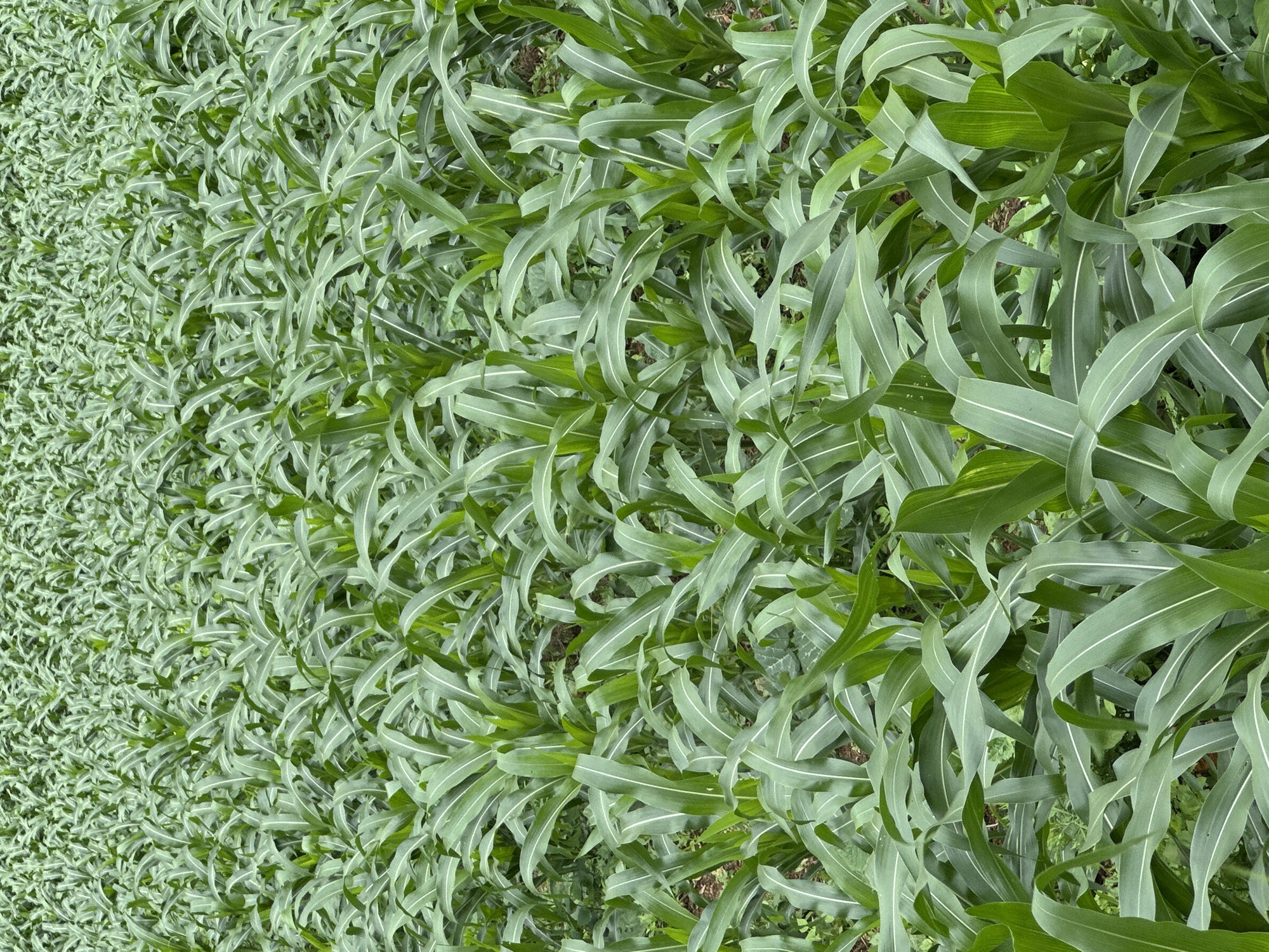 An expansive agricultural field in Mù Cang Chải, Vietnam, is densely populated with vibrant green plants. Each plant features long, broad, lanceolate leaves with a distinct, lighter-colored central vein, indicative of a young cereal crop such as maize or sorghum. The uniform foliage occupies the entire visual field, extending into the background, with minimal visibility of the underlying brown soil between the plants. The scene is illuminated by natural, diffused daylight. No people, animals, objects, or specific actions are discernible within the frame.