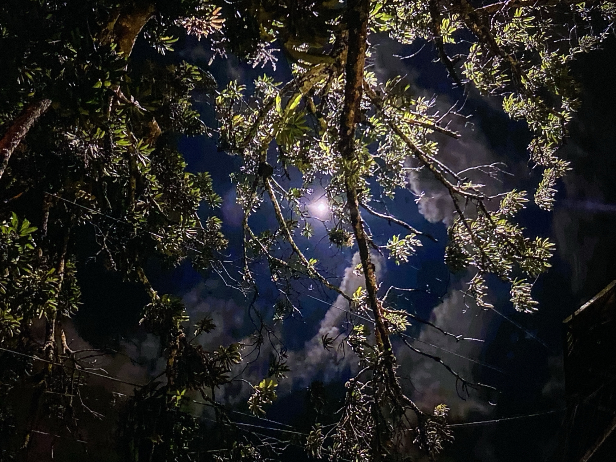 This vertical composition captures a nocturnal scene looking upwards through a dense canopy of trees against a dark, cloudy sky in Tinaquillo, Venezuela. Intricate networks of branches, adorned with lush green and yellowish-green leaves, some appearing to have epiphytes or moss, dominate the foreground and frame the view of the sky.
A prominent, bright, circular light source, possibly the moon or a strong artificial light, is visible through a clearing in the foliage in the lower-middle section of the image. This light casts a radiant glow, illuminating the undersides of the leaves and branches, creating a striking interplay of light and shadow. Areas of the foliage are brightly highlighted in vivid greens and yellows, while other sections remain silhouetted in deep, dark tones.
The sky is a deep indigo-blue to black, partially covered by soft, wispy white clouds that reflect the light, adding depth and texture to the background. Thin, dark lines, possibly power lines or spider webs, are subtly visible traversing the frame between the branches. On the far right edge, a dark, angled structure, likely part of a building or roof, is barely discernible. The overall scene evokes a sense of mysterious and serene natural beauty at night. There is no visible text.