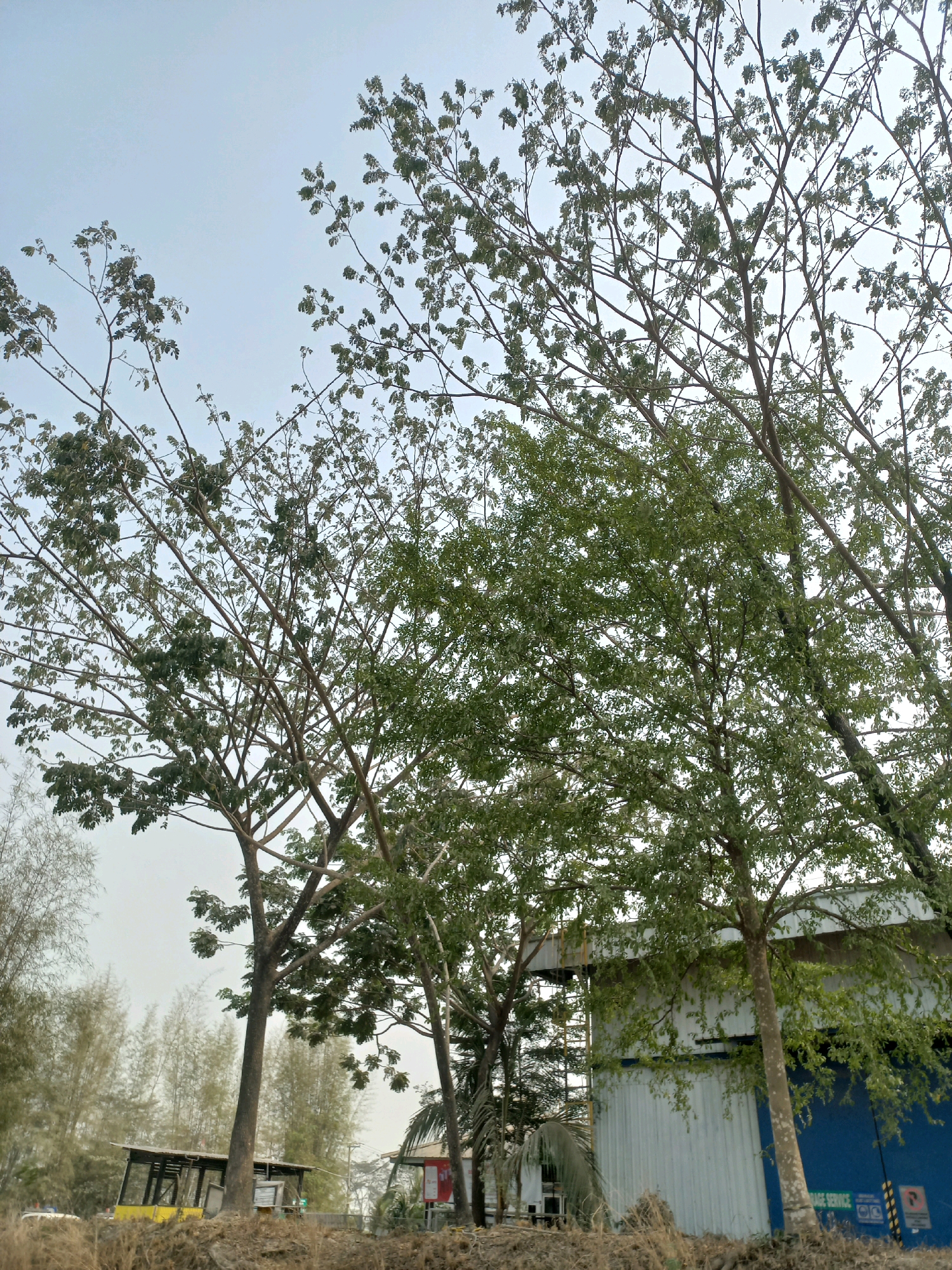 A medium shot shows a blue and white industrial building in the city of Paringin, Indonesia. The building appears to be a warehouse or factory, with a large blue rolling door. In front of the building, several trees with green leaves are visible. The sky is overcast and a light gray color. The foreground of the image is filled with dry grass and dirt. A yellow structure with a wooden roof is partially visible to the left of the building, possibly a small shelter or bus stop. The overall impression is one of an industrial area with natural elements integrated into the landscape.