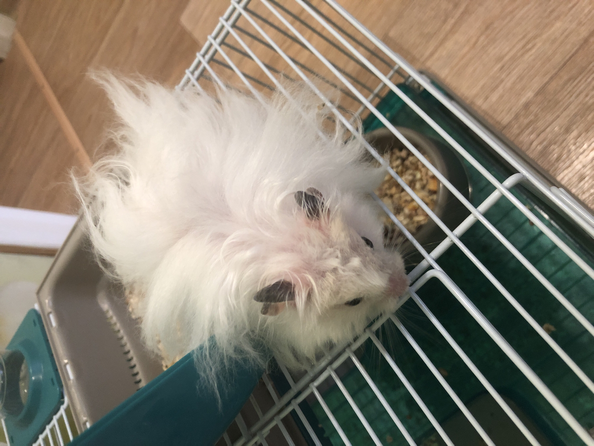 A fluffy white hamster with dark ears and small dark eyes is lying on a white wire cage floor. The hamster's head is down and its body is mostly obscured by its long fur. To the left of the hamster, a teal plastic tube extends from a grey plastic tray. The cage sits on a light brown wooden floor. The hamster appears to be in a domestic setting, likely a home in Solikamsk, Russia.