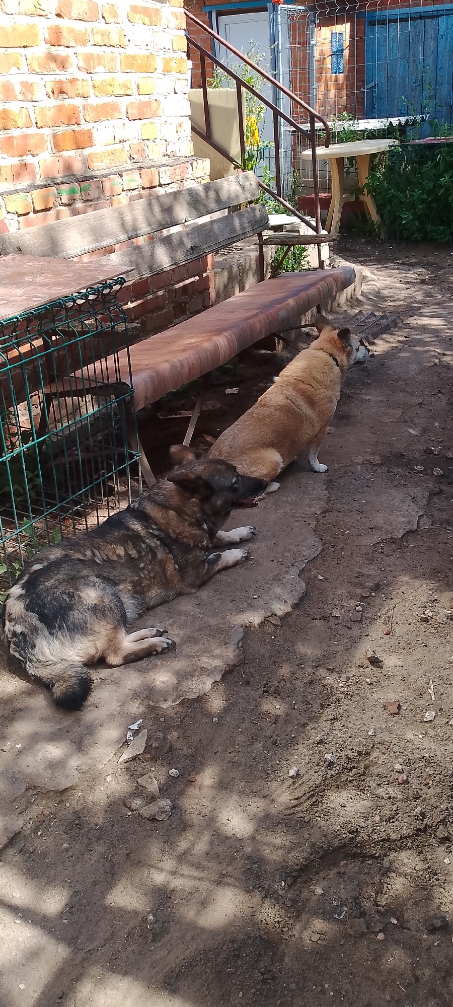 The image depicts a yard scene with two dogs resting outdoors. In the foreground, a dog with a grey and black coat is lying down on a concrete surface. Its paws are visible, and it appears to be looking towards the right. Behind this dog, a second dog with a light brown coat is sitting. This dog is also looking to the right. The dogs are situated on a rough, uneven ground with patches of dirt and concrete.
In the background, a rustic wooden bench runs along a brick wall. To the left of the bench, a metal fence encloses a section of the yard. Further back, there is a metal staircase leading up to a building with a blue door and a window. A light-colored table with a round top stands near the staircase. Lush green foliage is visible around the table and the building. The scene suggests an outdoor living space, possibly a backyard or a courtyard. The lighting indicates it is daytime, with sunlight casting shadows on the ground. The overall environment appears to be a residential area.
