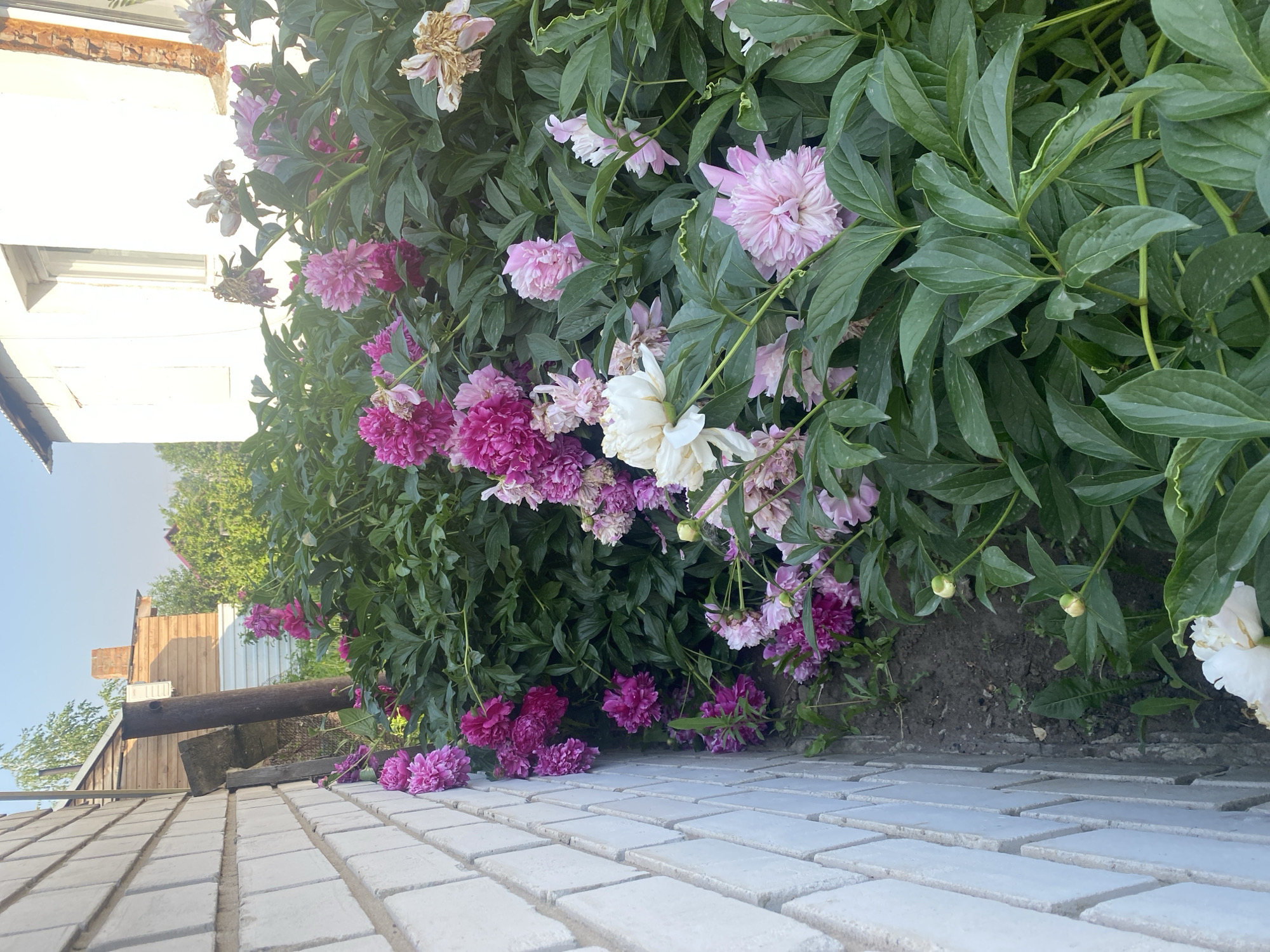In Mamontovo, Russia, a close-up view depicts a vibrant garden bed overflowing with lush green foliage and numerous peony blossoms. The peonies display a spectrum of colors, ranging from deep magenta and bright pink to soft pastel pink and creamy white. Some flowers are in full bloom, showcasing their full, layered petals, while others are still developing buds. Interspersed among the blooming flowers are a few spent blossoms, their petals dried and wilted. The garden is situated alongside a white brick wall on the left and a white building with a window and exposed brick chimney on the right. The ground beneath the plants appears to be dark soil, with some scattered debris. The scene is bathed in natural daylight, suggesting it was captured outdoors during the day.