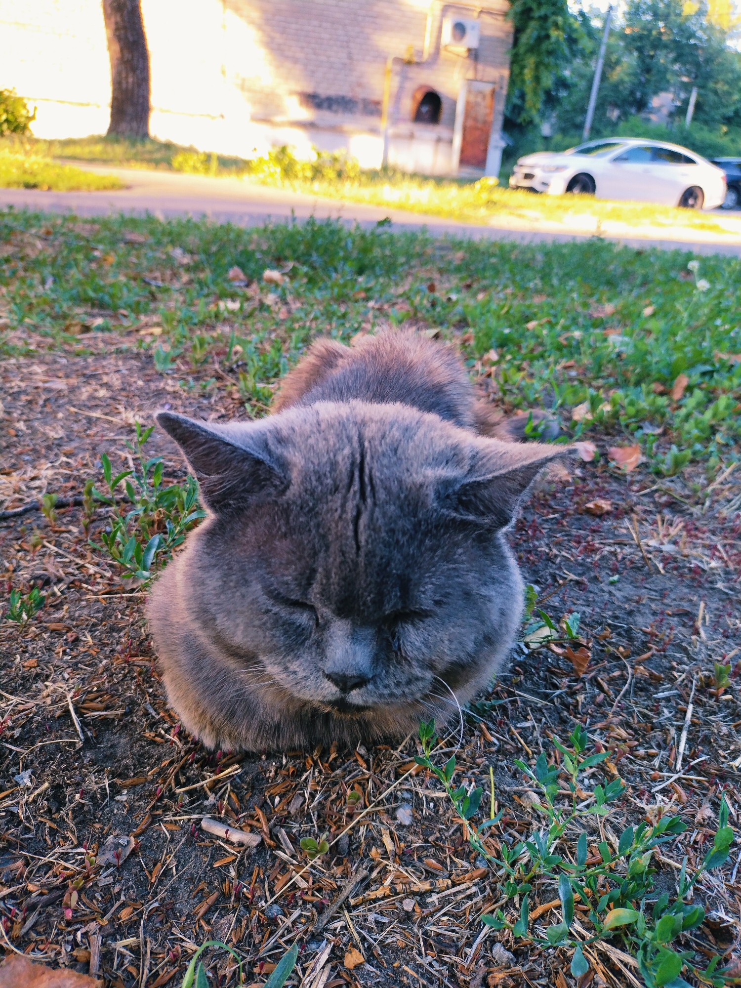 A grey cat with closed eyes is lying on the ground near a sidewalk. The ground is covered with dry leaves and sparse green grass. In the background, a white car is parked on the side of the road in front of a brick building with an air conditioning unit. The image appears to have been taken in Horishni Plavni, Ukraine, judging by the architectural style of the building and the type of cars visible. The lighting suggests it is either early morning or late afternoon, with the sun casting long shadows.
