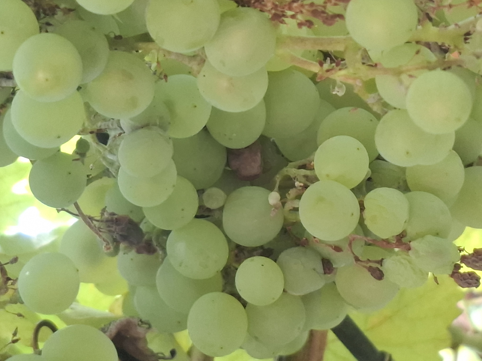 A close-up, vertical shot captures a cluster of ripe green grapes hanging from a vine, set against a backdrop of blurred green leaves and a bright sky. The grapes are plump and round, with a slight translucence that hints at their juiciness. Some are tightly packed, while others are more spaced out, revealing the delicate stems that hold them together. A few withered brown grape remnants and dried flower parts are also visible on the vine, suggesting the natural life cycle of the fruit. The lighting is bright, creating soft highlights on the grapes' smooth surfaces and illuminating the lush green foliage. The image appears to be taken in an outdoor setting, likely a vineyard or garden, given the abundance of grapes and the natural environment. There are no people or man-made structures clearly visible in the frame. The overall impression is one of natural abundance and the simple beauty of ripening fruit. The specific location in Almaty, Kazakhstan, is not discernible from the visual information provided in the image.