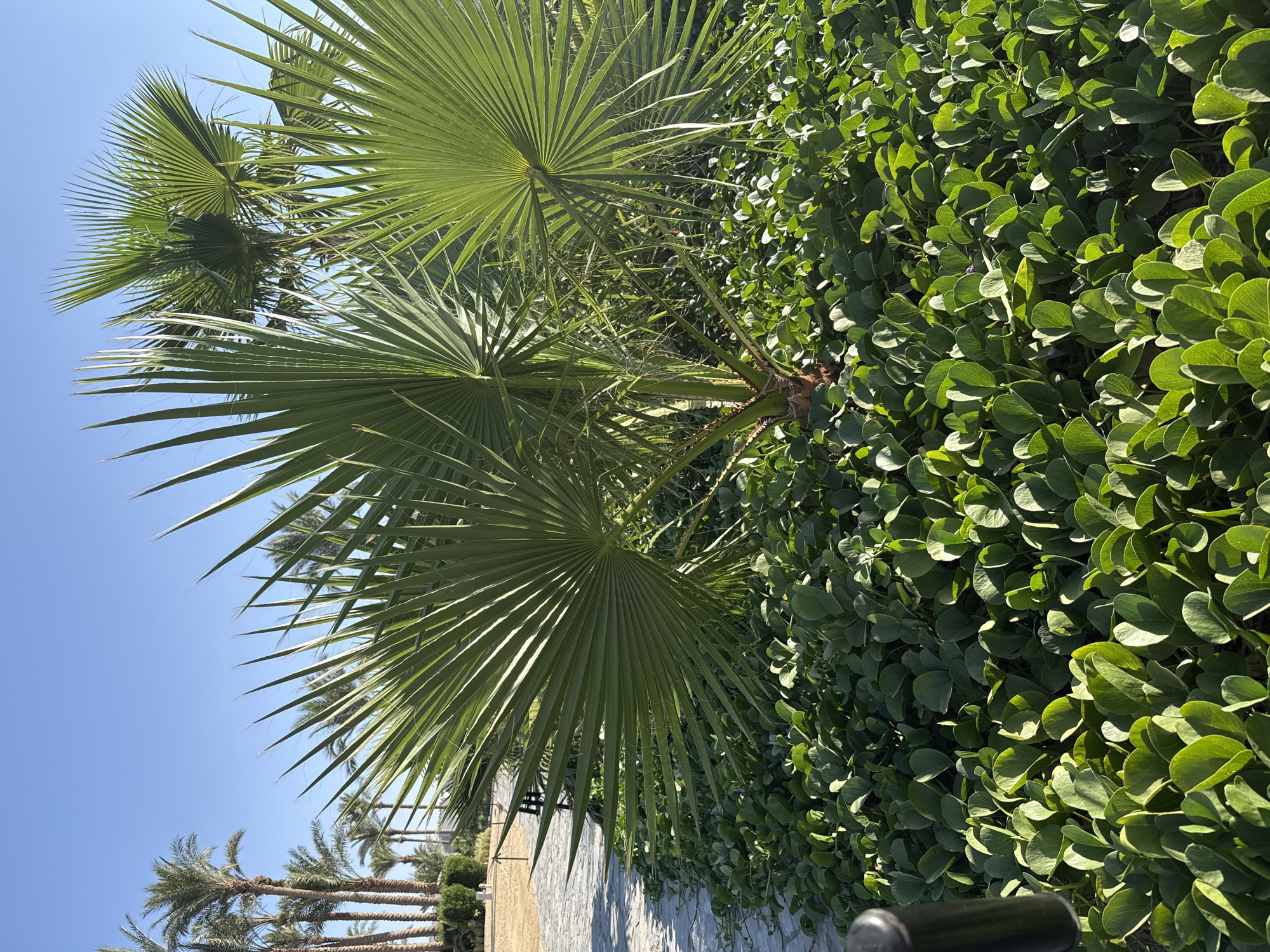 This is a vertical, eye-level medium shot of palm fronds and a lush green hedge under a clear blue sky. The image is bathed in bright sunlight, suggesting a sunny day, likely midday given the strong shadows. The palm fronds are a vibrant green, with sharp, pointed leaves fanning out. One large palm frond dominates the foreground, its detailed structure visible. Behind it, the dense hedge is composed of numerous round, green leaves, creating a textured wall of foliage.
In the background, glimpses of other palm trees are visible, their trunks appearing textured and brown. A low stone wall is partially visible beneath the hedge and palm fronds, hinting at a landscaped area. The overall impression is one of a tropical or subtropical environment, consistent with a location like Hurghada, Egypt. There are no people or specific objects that stand out besides the natural elements of the plants and the stone wall. The image conveys a sense of warmth and natural beauty, typical of a sunny outdoor scene. The clear sky suggests fair weather with no clouds. No text is visible in the image.