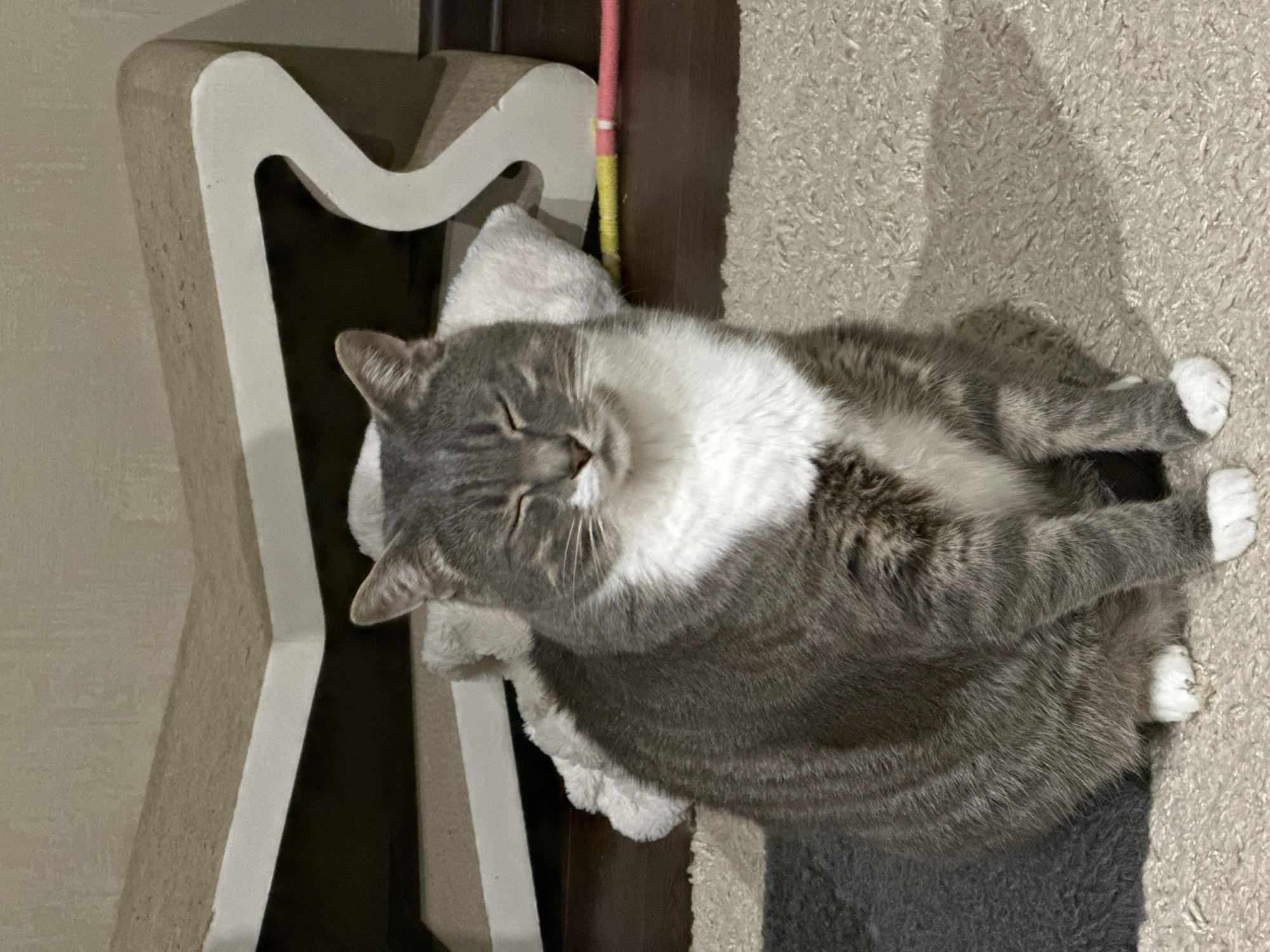 A plump, gray and white tabby cat is sitting on a beige carpet with its eyes closed. The cat is facing the camera and is positioned in the center of the frame. Behind the cat is a beige and white scratching post, and a plush white pillow. To the right of the cat, a pink and yellow toy is visible on a dark wooden floor. The background wall is a neutral beige color. There are no people present. The scene appears to be indoors.