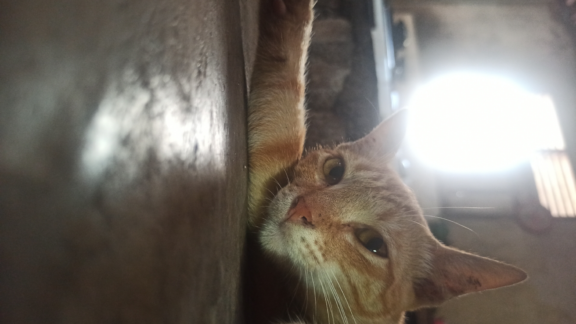 A close-up, low-angle shot shows an orange tabby cat lying on a dark, textured surface. The cat's head is turned towards the camera, with one foreleg extended and resting in front of its face. Its eyes are open and looking forward, and its whiskers are visible. A bright, diffused light source is visible in the upper left background, casting a glow and creating a soft focus effect. The background also includes indistinct shapes that suggest an indoor environment, possibly a room with windows or blinds. The overall impression is one of a relaxed or sleepy cat in a dimly lit interior space. The image location is not specified within the provided context.