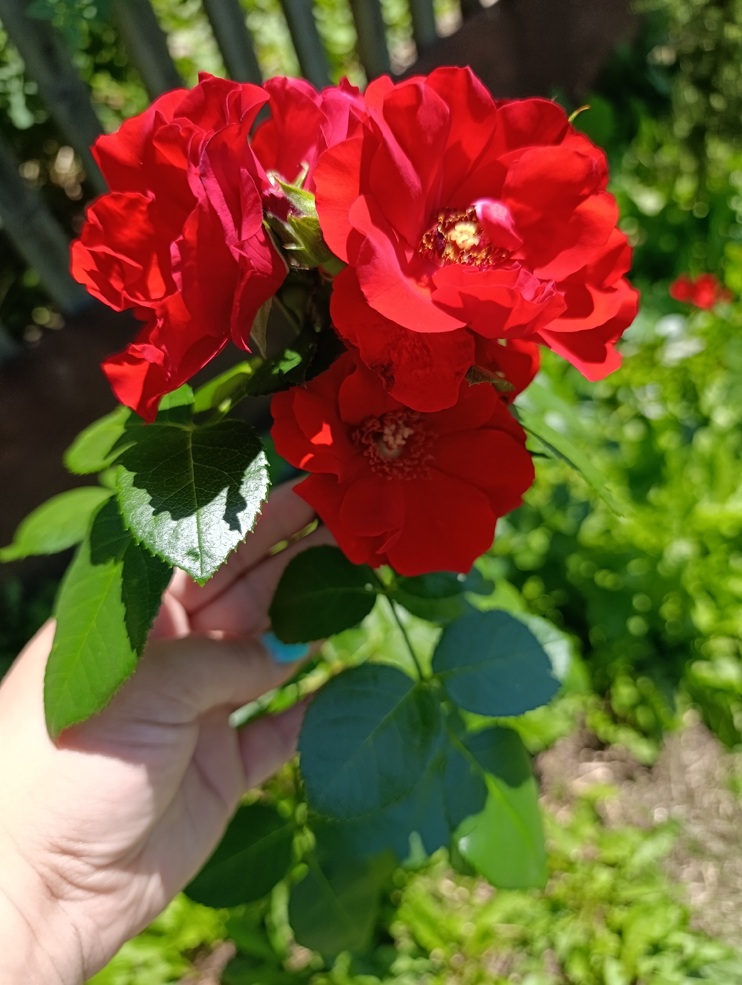 A hand with turquoise fingernails holds a branch with several red roses and green leaves against a blurred background of greenery and a wooden fence. The roses are vibrant red, with some petals unfurled and others tightly closed. The leaves are a deep green and appear healthy. The lighting suggests it is daytime, with sunlight casting shadows on the leaves. The setting appears to be a garden in Lobkovo, Russia.