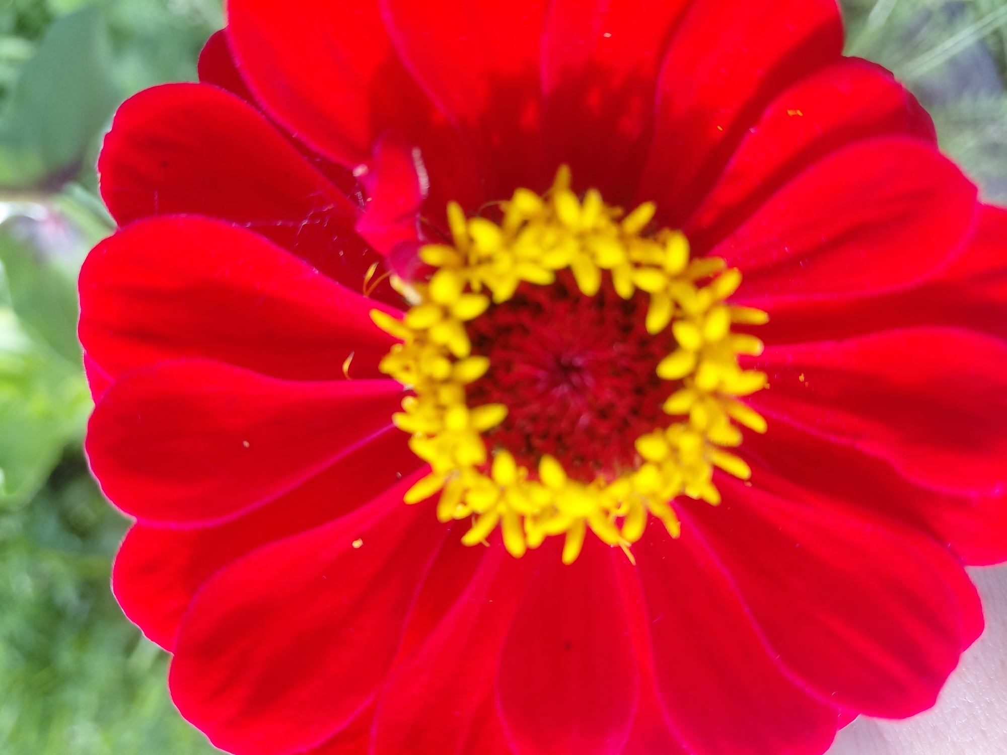 A close-up, slightly out-of-focus shot showcases a vibrant red flower with a yellow center. The flower's petals are broad and rounded, with a velvety texture. The yellow stamens are clustered in the center, forming a bright contrast against the red petals. The background is a blur of green foliage, suggesting an outdoor setting, likely in a garden or park in Malinovka, Russia. The lighting appears natural, casting soft shadows and highlighting the flower's rich color. There are no people visible in the image.