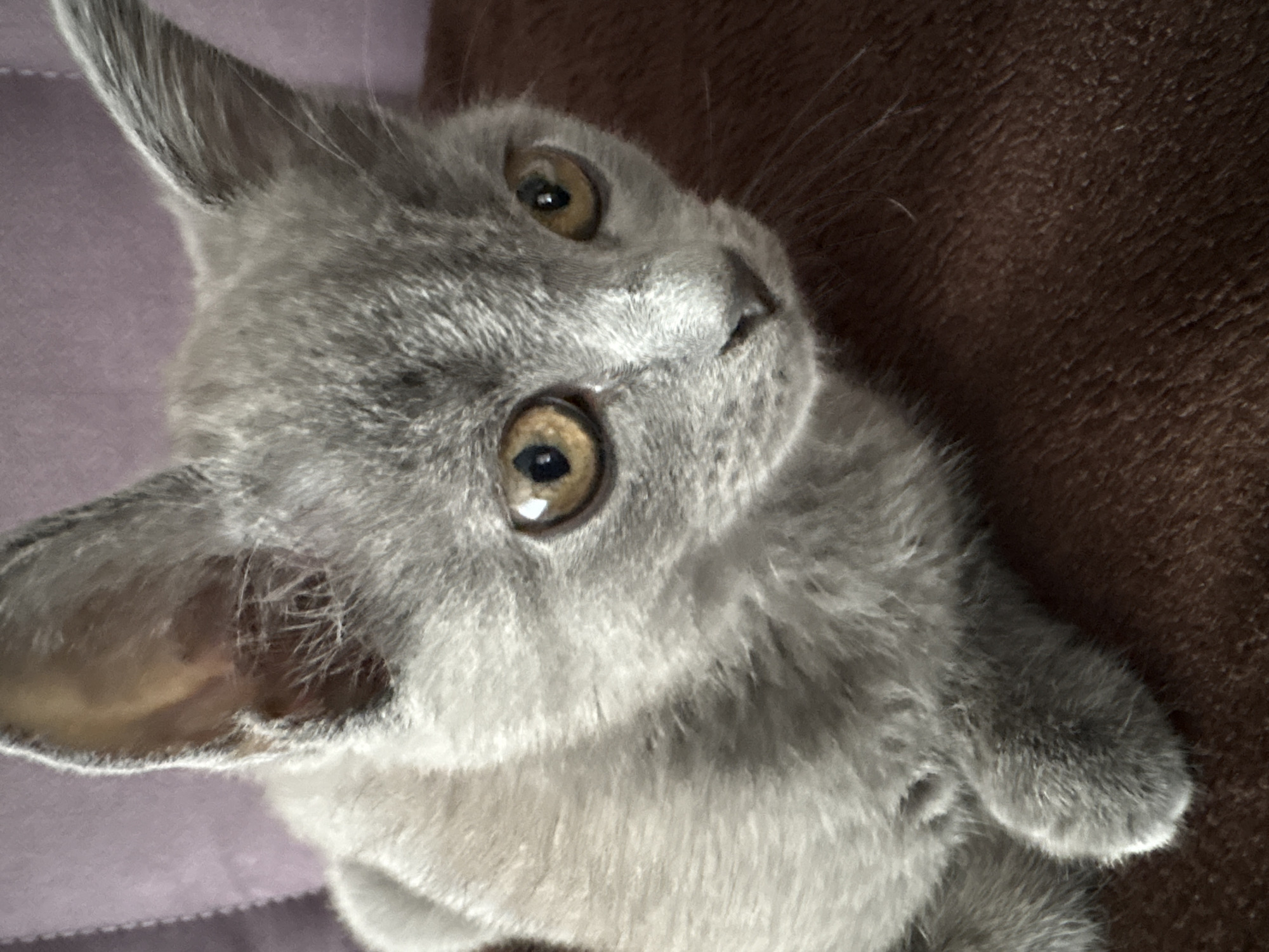 The image depicts a grey domestic cat in an indoor environment, located in the city of Chaikovsky, Russia. The feline subject, characterized by short, dense grey fur, is captured in a close-up, slightly high-angle view. Its prominent round eyes are an amber-gold color with distinct vertical pupils, reflecting a bright, unseen light source. The cat's head is angled slightly down and to the right, indicating an attentive or inquisitive gaze directed outside the frame. A portion of the cat's left front paw is visible in the lower-left quadrant, tucked beneath its body. The cat rests on a dark brown, textured surface, consistent with fabric such as a blanket or cushion, which fills the lower half and right side of the frame. The background to the upper left features a blurred, light purple textured surface, also appearing to be fabric or upholstery. No other subjects or objects are discernible, and no human interaction is depicted.