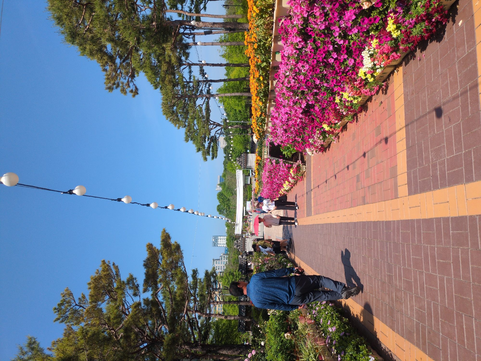 A man in a blue shirt walks along a brick-paved path in a park setting. The path is lined with colorful flower beds, including pink, yellow, white, and orange flowers. There are other people walking in the distance. Pine trees line one side of the path, and a string of lights hangs overhead. The sky is blue. In the background, city buildings are visible. This location is likely in the city of Daejeon, South Korea.