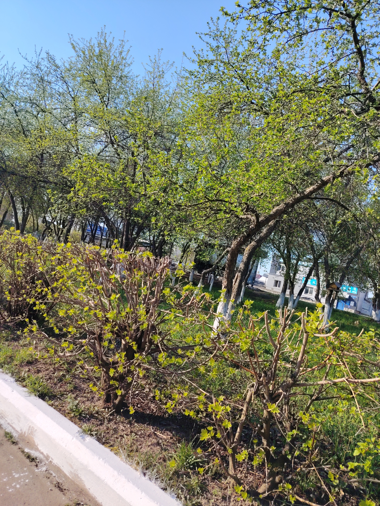 The image depicts an outdoor scene in Chaikovsky, Russia. A row of trimmed bushes with newly budding leaves lines the foreground. Behind them are trees with emerging spring foliage. The tree trunks are painted white. In the background are buildings, partially obscured by the trees, suggesting a park or public space within the city. The scene is bathed in bright sunlight under a clear blue sky, indicating a spring day. The ground is covered with grass and patches of bare earth. A concrete border runs along the lower edge of the frame, separating the vegetation from a paved area. The perspective suggests the photo was taken from a low angle, close to the ground.