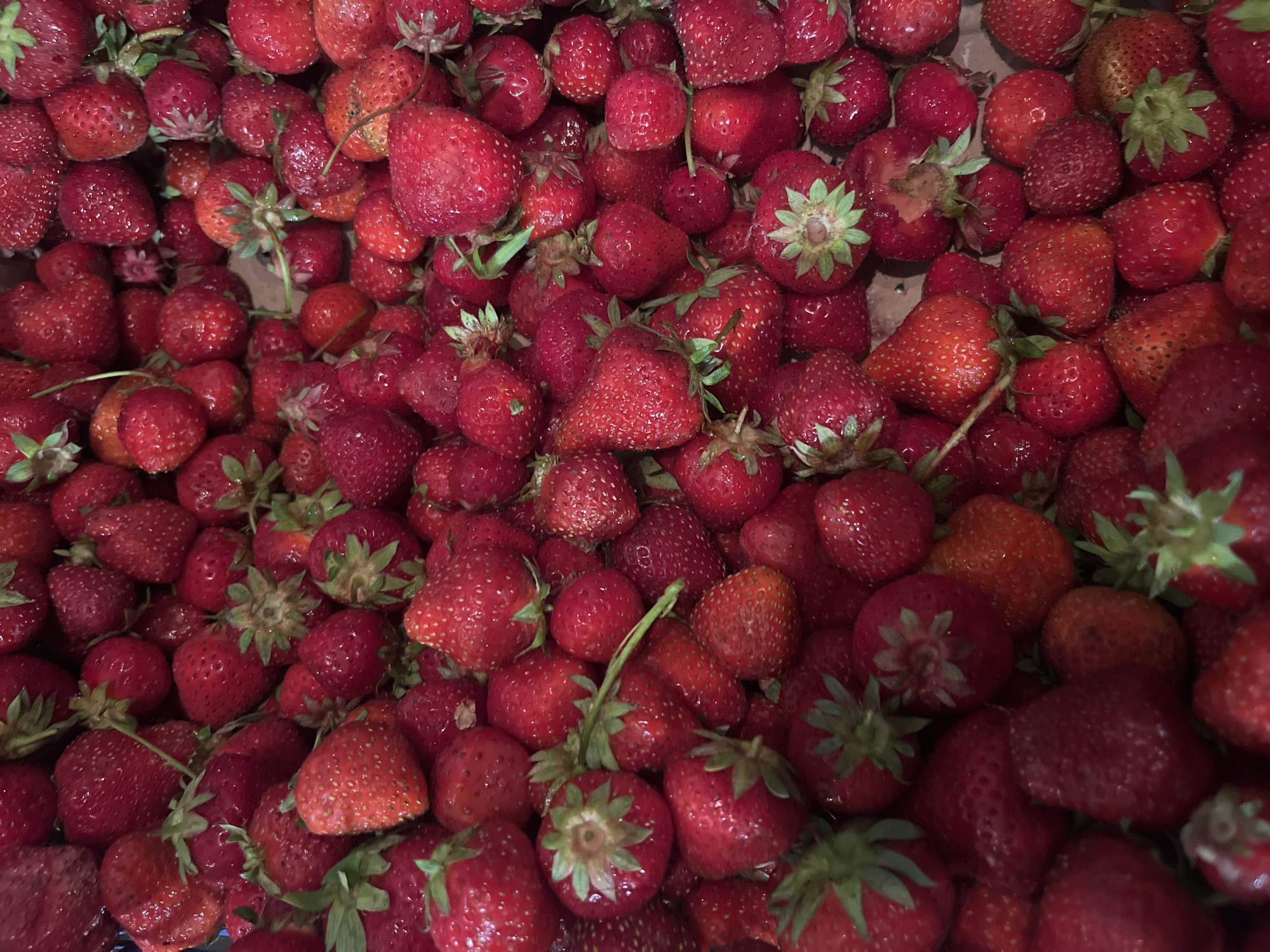 This close-up, top-down photograph captures a dense and abundant collection of freshly picked strawberries. The frame is entirely filled with the fruit, showcasing a variety of vibrant red and crimson hues, indicating different stages of ripeness. Some strawberries display lighter, orange-red tones, while others are a deep, rich red. Many of the fruits retain their bright green calyxes, suggesting recent harvest and freshness. The surfaces of the strawberries appear slightly wet or dewy, enhancing their natural texture and the visibility of their small seeds. They are tightly packed together, creating a sense of natural bounty. The background hints at a container or surface, possibly brownish in tone, holding the large quantity of fruit. This scene likely depicts a fresh yield from a farm or market in Tarnivtsi, Ukraine. No specific activity is taking place, and no text is visible within the image. The time of day and weather conditions are not discernible.