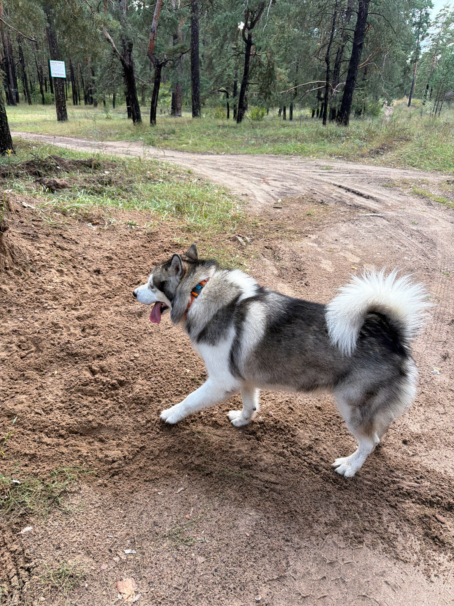 A medium shot shows a husky-type dog standing on a sandy path in a forest. The dog is facing right, with its mouth open and tongue hanging out. It has gray and white fur, a bushy tail, and is wearing an orange and black collar. The path is made of dirt and sand, with some grass and fallen leaves on the sides. In the background, there are pine trees and a sign on a tree. The lighting is overcast, suggesting it's a cloudy day. The location appears to be a natural area, possibly a park or a forest trail. There are no people visible in the image. The general impression is of a dog taking a break during an outdoor activity.