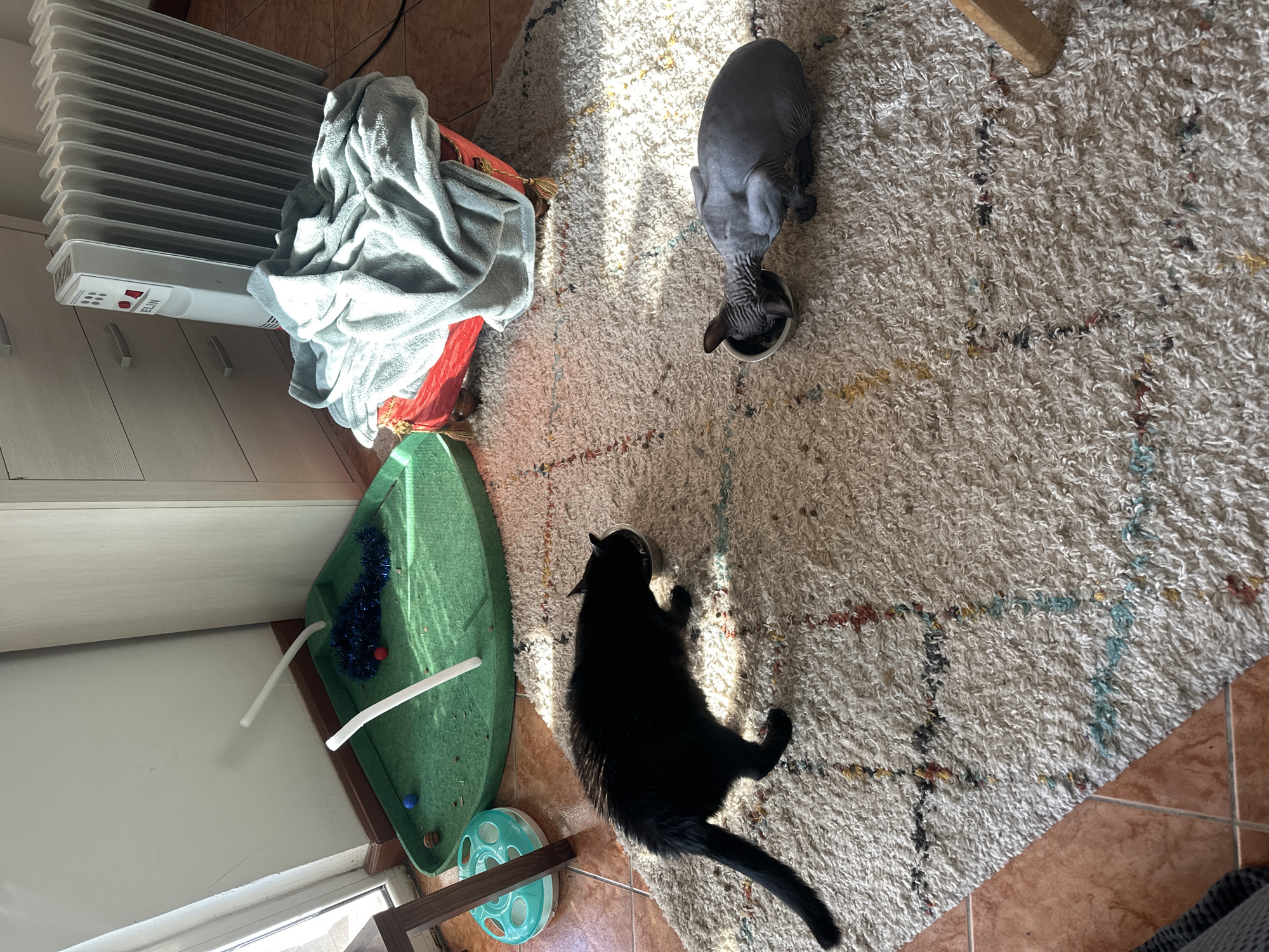 An indoor scene in Budva, Montenegro, displays two domestic cats on a shaggy, off-white rug with multicolored thread patterns, which partially covers a light brown tiled floor. A black cat is positioned on the left, consuming food from a silver-colored bowl, while a grey hairless Sphynx cat is on the right, also eating from a similar silver bowl. Direct sunlight illuminates sections of the rug and tiled floor from the left. Against the rear wall, a light-colored wooden cabinet with three drawers stands alongside a white ELIN-branded oil heater. A red, velvet-upholstered ottoman draped with a light blue blanket is situated in front of the heater. In the upper-left corner, a green, triangular cat play mat contains pet toys, specifically a blue tinsel, a red ball, a blue ball, and two white curved plastic tubes. A wooden furniture leg is partially visible in the lower-right corner.