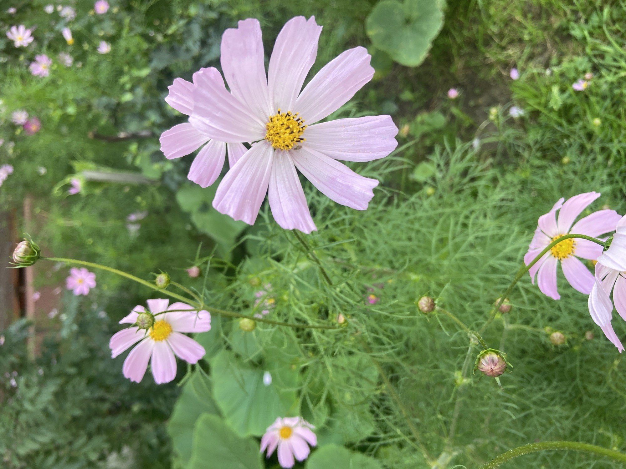 This is a close-up, high-angle, outdoor photograph of a cluster of pink cosmos flowers with yellow centers. The flowers are in various stages of bloom, with some fully open and others in bud. The background is a blur of green foliage and other flowers, suggesting a garden setting. The image quality is good, with sharp focus on the foreground flowers. The lighting is natural, and the colors are vibrant. There are no people or animals visible in the image. The scene is located in Balashikha, Russia.
