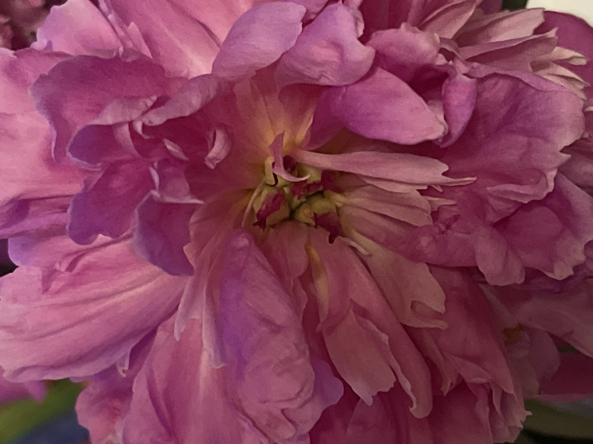 This is a close-up, high-angle, macro photograph of the center of a pink peony flower. The flower's petals are layered and ruffled, with variations in shade from light pink to deep magenta. The center of the flower reveals yellow and green stamens, some tinged with red. The lighting creates soft shadows, highlighting the texture and depth of the petals. There is no discernible environment, city, or location beyond the flower itself.