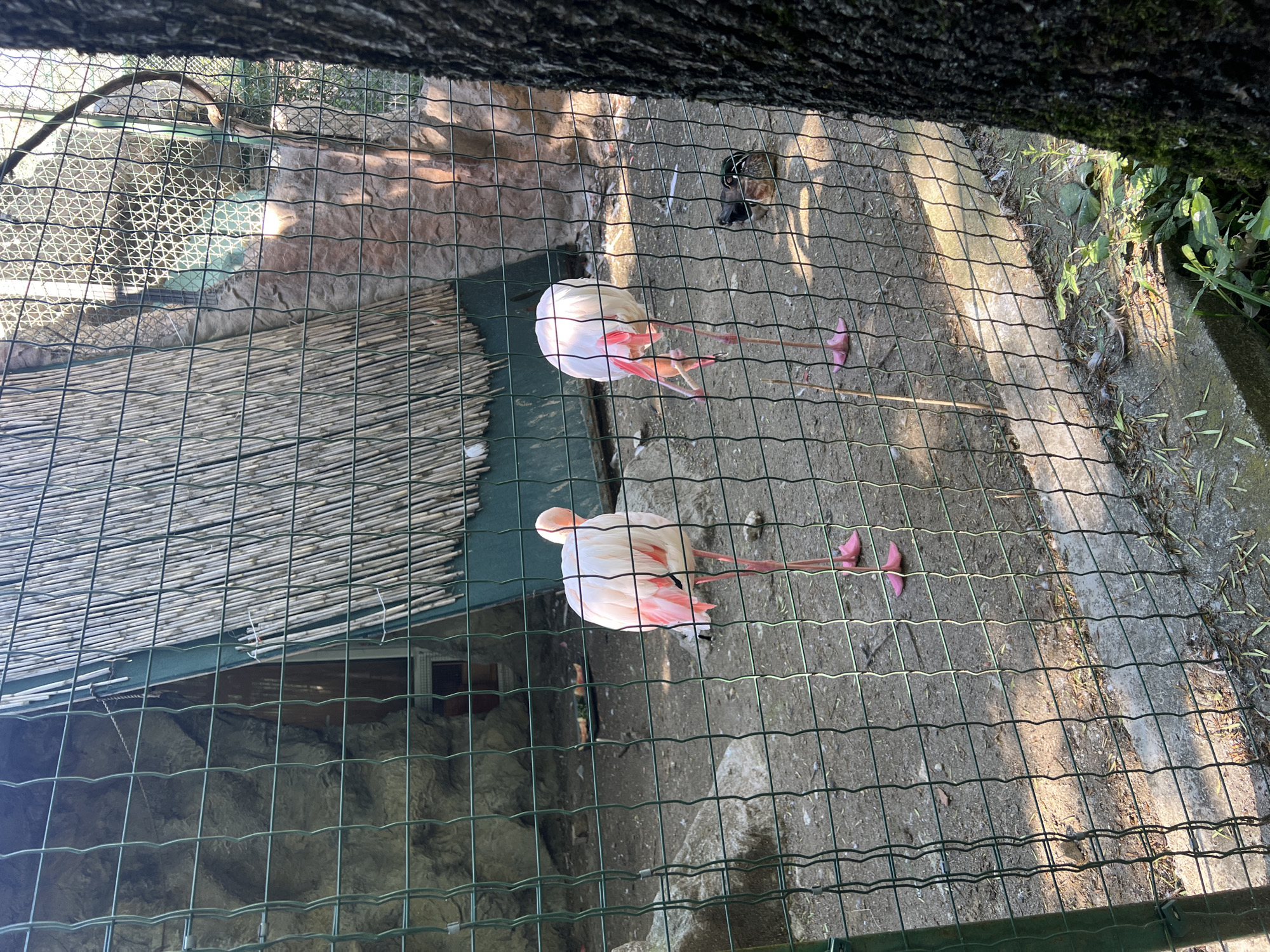 Two flamingos, one facing away and the other with its head down, are in an outdoor enclosure. The enclosure has a dirt ground, rocks, and a structure covered in reeds. A wire fence runs across the foreground. A duck is visible in the background. The scene appears to be in a zoo.