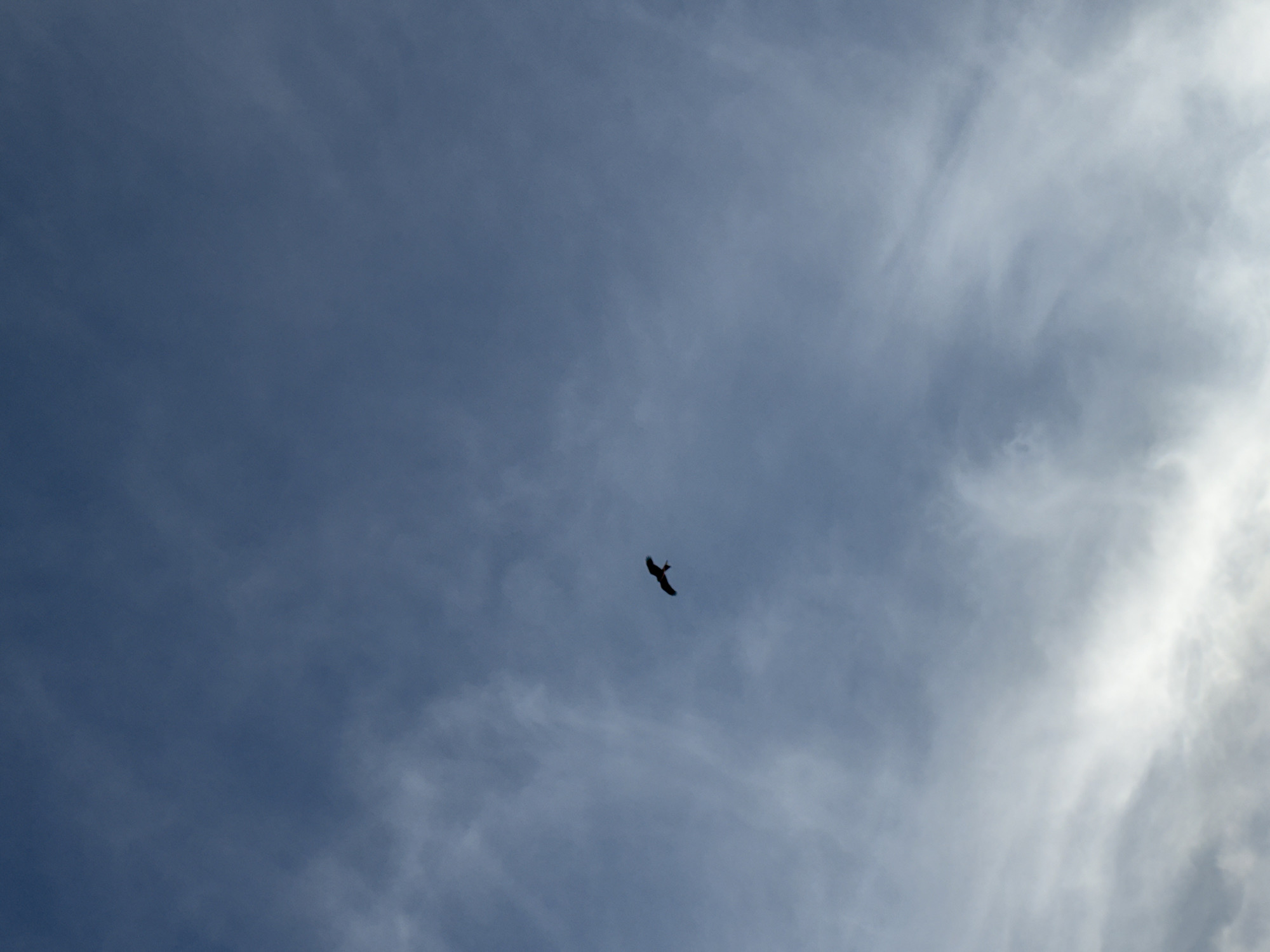 The image shows a bird in flight against a backdrop of a cloudy sky. The sky is a mix of dark blue and white clouds. The bird appears to be in silhouette. There is no information within the image to identify its location within the city of Kettering, United Kingdom.