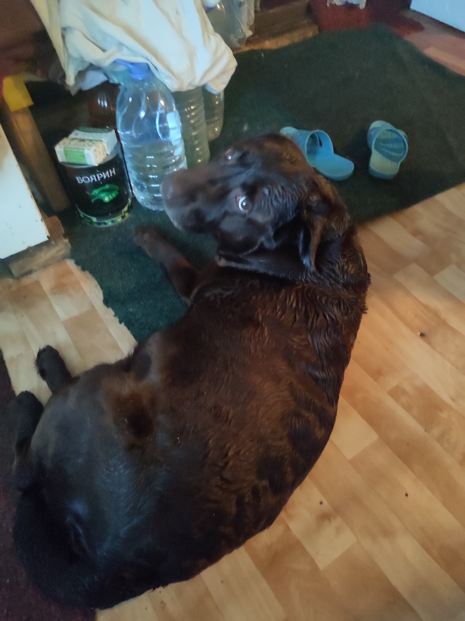 In a dimly lit room with wooden flooring, a dark brown Labrador lies on its side on a dark green rug. The dog appears wet, with its fur matted in places. Its head is turned towards the camera, and its eyes are wide open, looking slightly upwards. To the left of the dog, on the rug, is a black cylindrical container with green lettering that reads "ВОЯРИН". Next to the container is a large plastic bottle filled with clear liquid, with a blue cap. Further to the left, part of a white cloth is draped over an object. To the right of the dog, on the rug, are two blue flip-flops. The environment suggests a domestic setting, possibly in Velikii Krai, Russia, given the context.