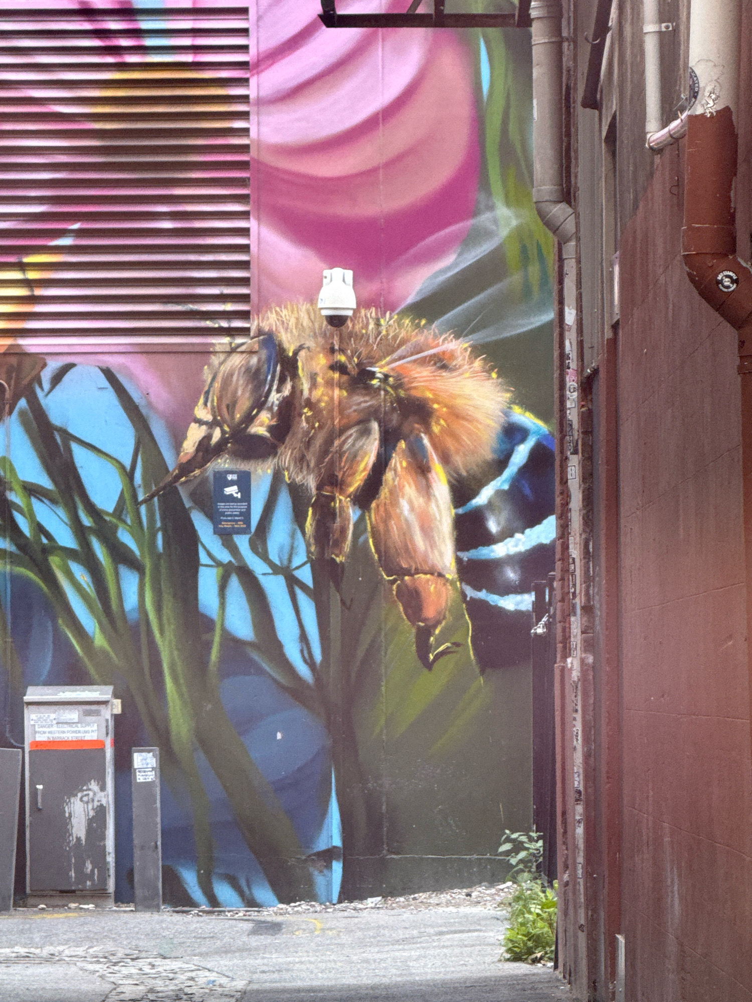An alleyway features a large mural of a bee on a building wall. The mural is brightly colored, with the bee depicted in detail with fuzzy brown and yellow fur and blue and black stripes on its abdomen. Behind the bee, the mural shows a pink and purple swirled background and green and blue foliage. Attached to the wall above the bee's head is a white security camera. To the left of the mural is a gray electrical box with a warning sign and a black utility pole. The ground in front of the electrical box is paved with cracked asphalt. To the right of the mural is a reddish-brown brick wall. The alleyway is narrow, with the brick wall on the right casting a shadow. Small green weeds grow at the base of the brick wall.