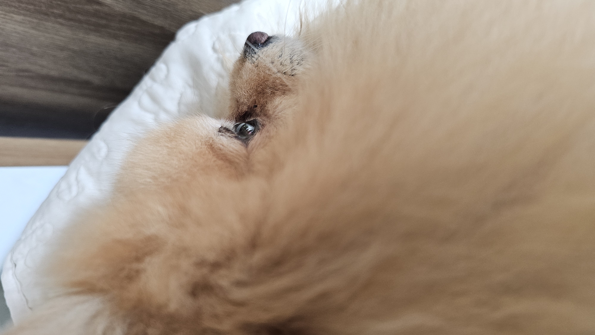 A close-up, side-profile shot focuses on the face of a light brown Pomeranian dog. The dog's eye, with a visible reflection, is the central point of interest. Its nose is dark and textured, with visible whiskers. The dog's fur is fluffy and obscures much of its face, creating a soft, blurred effect in the foreground. The dog appears to be lying on a white, textured surface, possibly a bed or cushion. The background is slightly out of focus, showing a hint of a wooden surface and a bright, undefined area. The scene does not provide any information that can be used to determine a location in Baan Chaweng, Thailand.