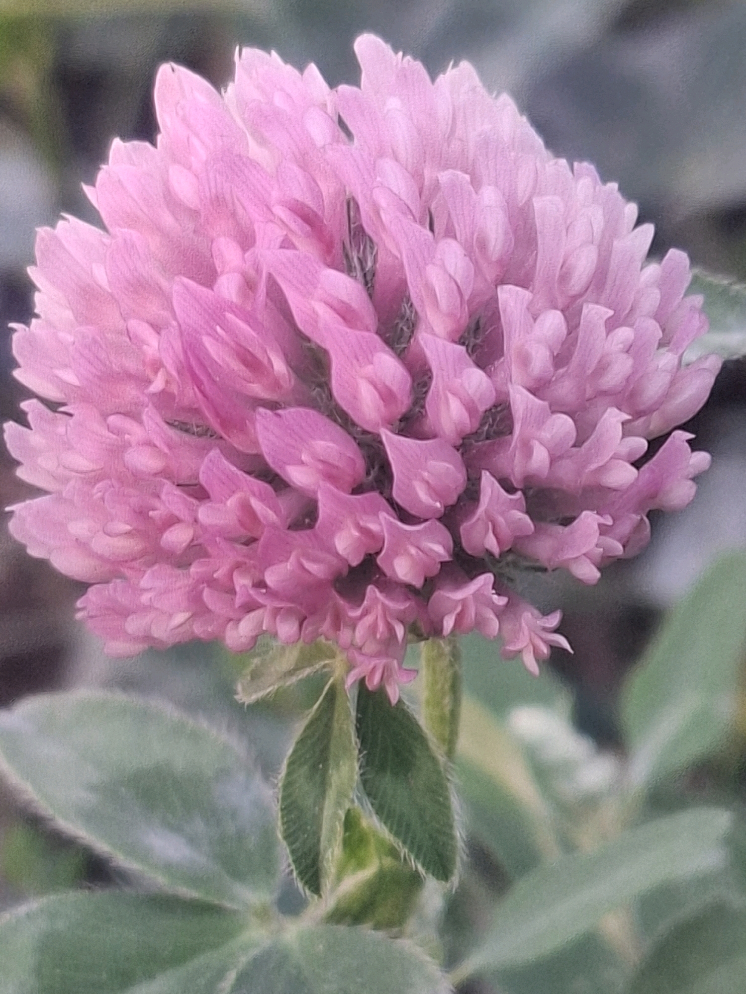 A close-up, slightly out-of-focus photograph captures a single, vibrantly pink clover flower head in full bloom, dominating the center of the frame. The flower is composed of numerous small, tubular florets clustered together in a spherical shape. Delicate green sepals are visible at the base of the flower head, and a fuzzy green stem supports it. Two green leaves with fuzzy textures are visible below the flower head, their edges slightly blurred. The background is a soft, indistinct mix of greens and darker, muted tones, suggesting foliage and possibly soil or shadow. The image appears to have a subtle grainy texture, possibly due to low light conditions or image processing. The scene is devoid of any human presence or activity.
This image depicts a common wild clover flower, such as Red Clover (Trifolium pratense). Such flowers are commonly found in parks, fields, and green spaces within the city of Almaty, Kazakhstan. Specific locations could include the Botanical Garden of Almaty, or any of the city's numerous parks and green belts, particularly areas with uncultivated or natural vegetation.