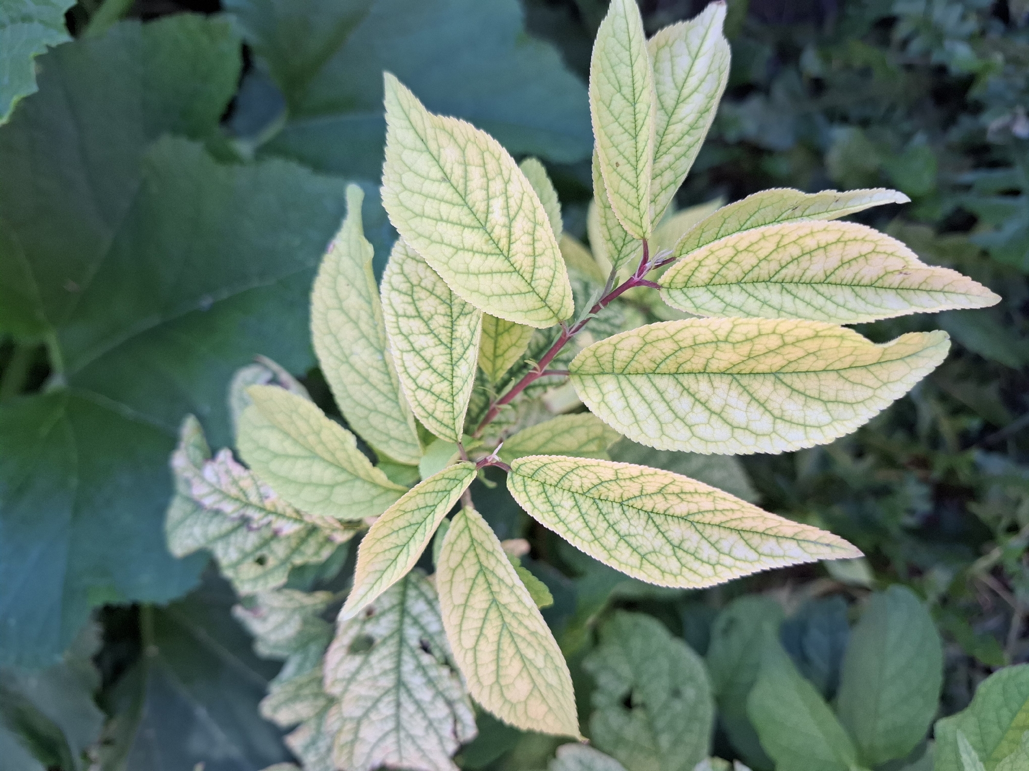 The image shows a close-up of a plant with pale green, veined leaves, appearing to be in the early stages of chlorosis or a similar condition. The leaves are serrated along the edges and are arranged on a thin, reddish stem. In the background, out-of-focus larger green leaves suggest it is a garden or natural outdoor setting. The lighting indicates it is daytime, possibly late afternoon due to the soft light. The image does not contain any people or specific landmarks that would allow for pinpointing a location within Tyumen, Russia. It is a general botanical subject.
