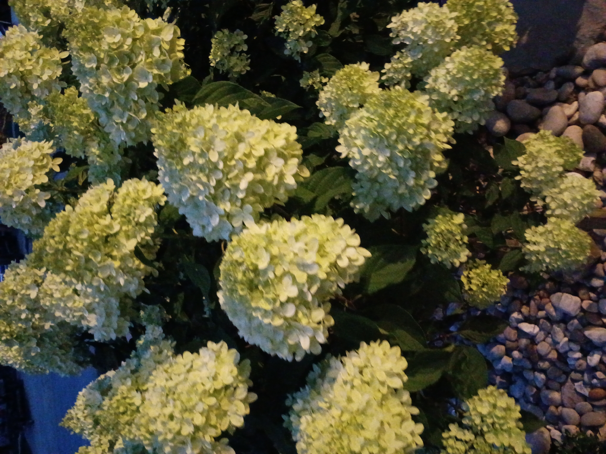 The image displays a close-up view of a dense cluster of white and pale green hydrangeas in full bloom. The flowers are composed of numerous small, delicate florets, forming large, cone-shaped or rounded clusters. Dark green leaves are interspersed among the blossoms. In the foreground, a bed of rounded, greyish-brown pebbles is visible. The background is dark and out of focus, suggesting it might be evening or a shaded area. The scene appears to be an outdoor garden setting. No specific landmarks or identifying features suggest a particular location in Richmond, United States of America.