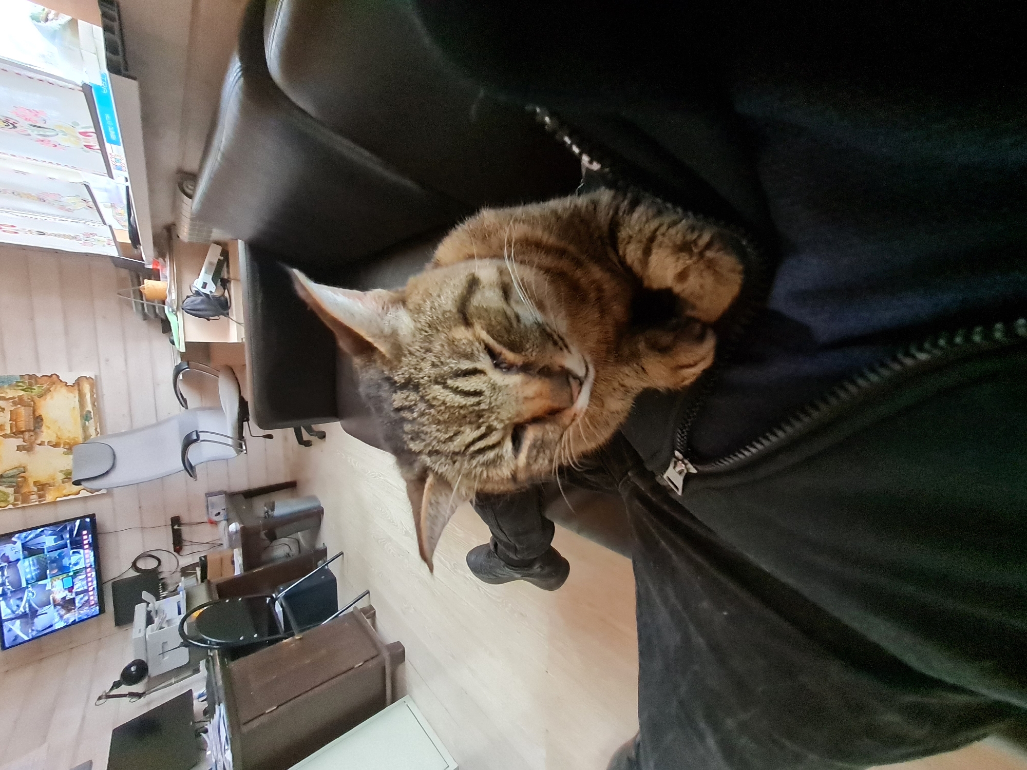 A tabby cat is sleeping on a person's lap. The person is wearing black clothing. The location appears to be an office or home office. A TV screen showing multiple security camera feeds is visible on the wall in the background, along with various office chairs and equipment. The information about the city of Noviy, Russia is not verifiable from the image.