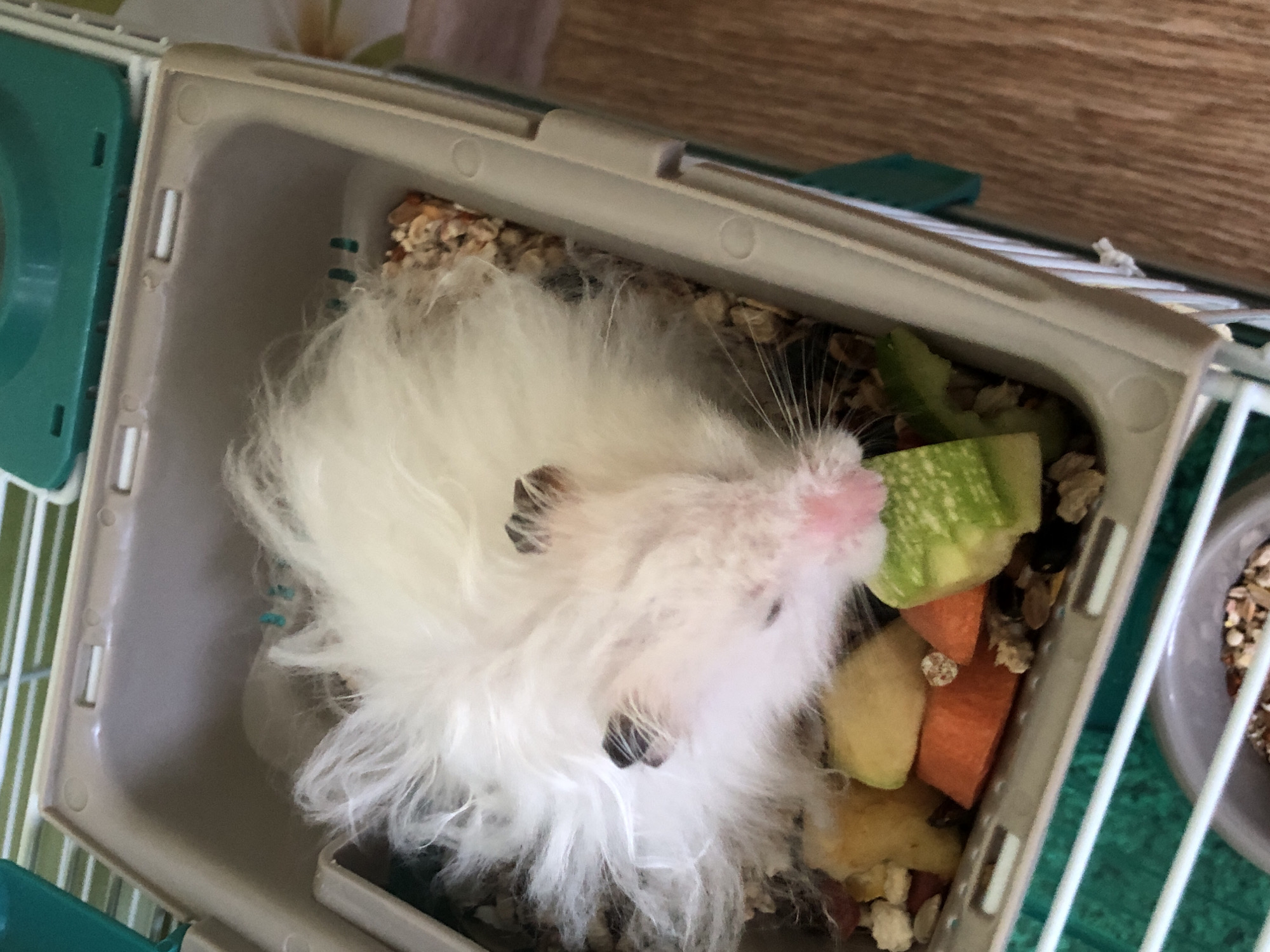 A fluffy white hamster is lying on its back in a plastic cage filled with bedding and pieces of food, including carrots and cucumber. The hamster's pink nose and tiny black paws are visible. The cage is positioned on a wooden floor next to a white railing. The background is blurred, but appears to be a domestic setting. The image quality is poor, and no specific location in Solikamsk, Russia, can be identified.