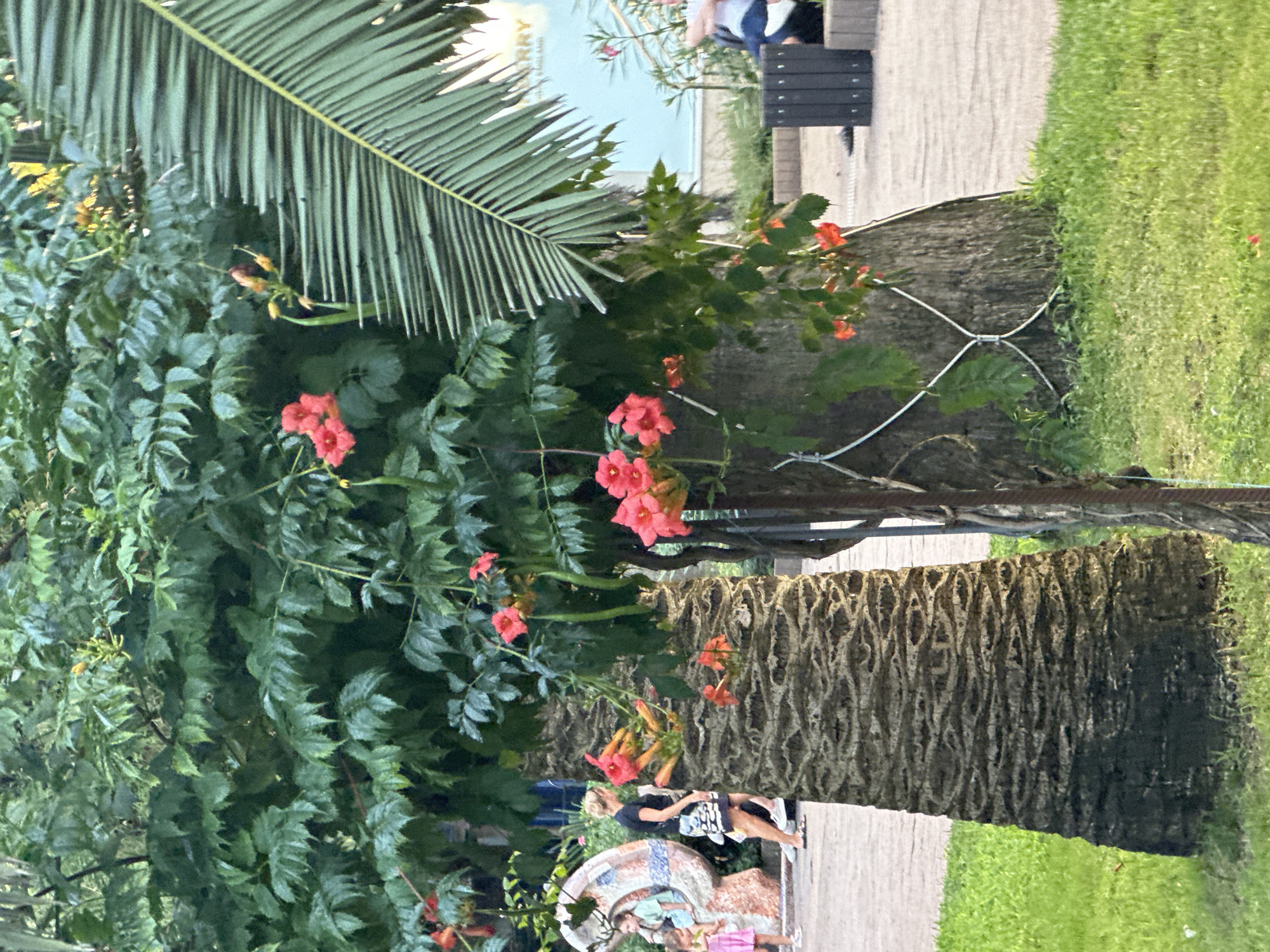 The image captures a tropical scene in Sochi, Russia, likely during the daytime, with lush greenery and vibrant flowers. In the foreground, the textured trunk of a palm tree is prominent, with green grass surrounding its base. Hanging from a tree above, bright orange-red flowers bloom, interspersed with large green leaves. A large frond of a palm tree is visible on the right side, adding to the tropical ambiance.
In the mid-ground, a woman in a black top and patterned skirt walks on a paved path. Behind her, to the left, a decorative mosaic sculpture is partially visible. Two young girls are near the sculpture; one sits on it wearing a light blue top, and another, in a pink dress, stands nearby. A dark trash receptacle is situated on the paved area to the right. In the background, a building with a light blue facade is visible, with some text on it appearing to read "ERRY ENGLAND". The overall environment suggests a park or public space in a warm climate.