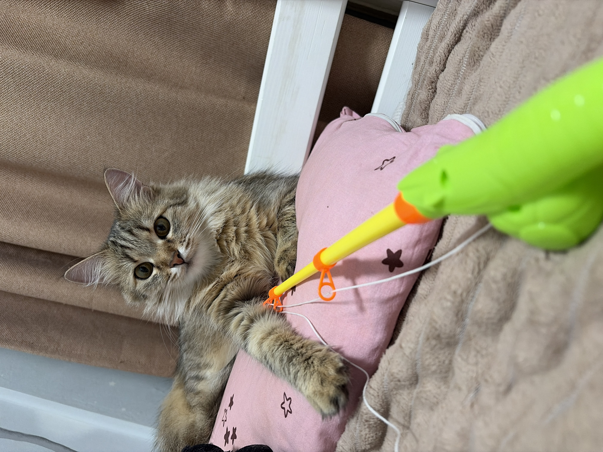 A fluffy Siberian cat is lying on a pink pillow with star patterns. The cat has tabby markings, green eyes, and is looking at the camera. A bright green toy, resembling a frog, is in the foreground, attached to a yellow and orange fishing rod-like object by a white string. The background shows a brown curtain and a white wooden structure, possibly a bed frame. The scene appears to be indoors. There is no information available to determine its location in Chaikovsky, Russia.