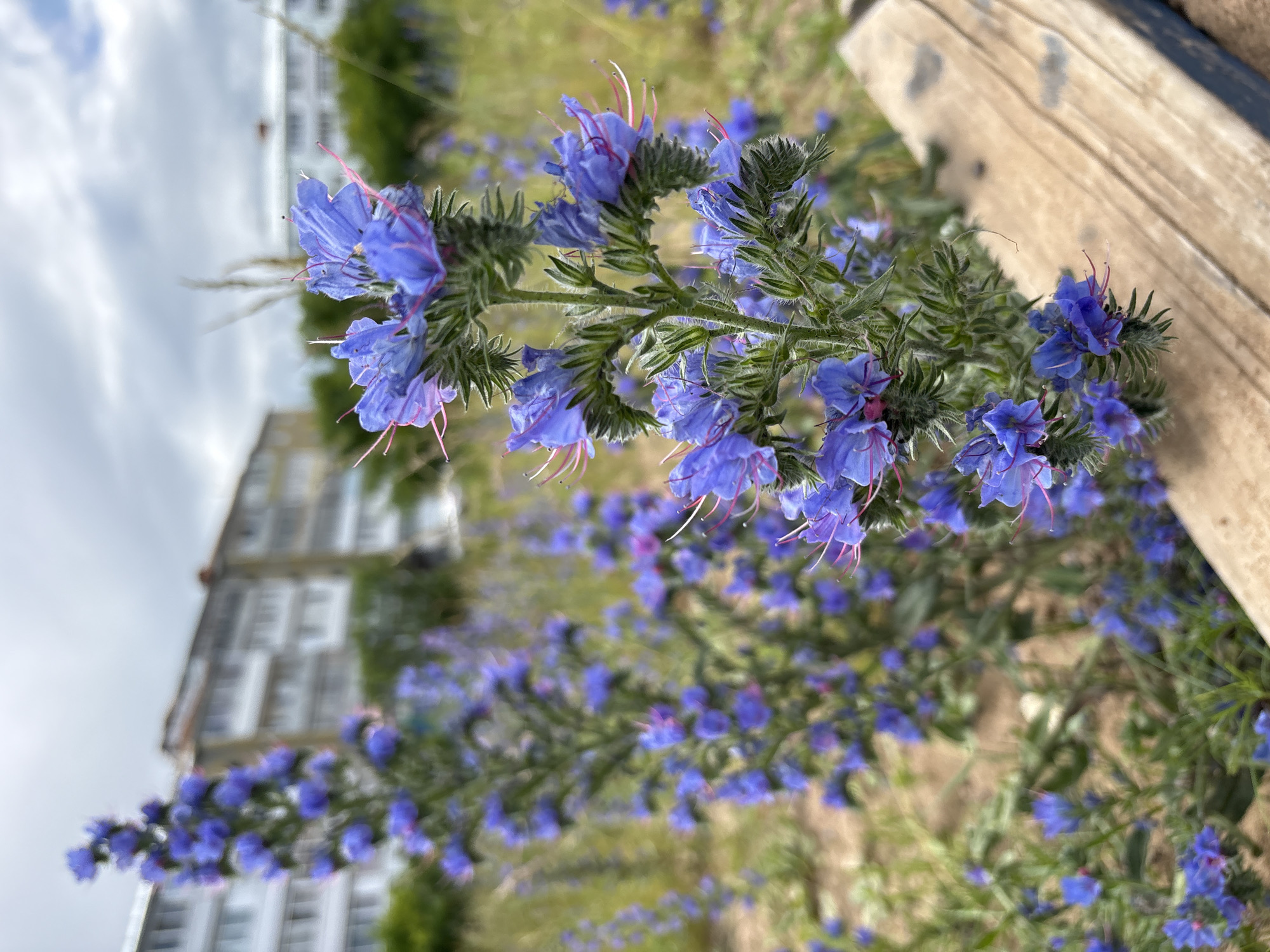 The image depicts a patch of blue wildflowers, likely Viper's-bugloss (Echium vulgare), growing in a somewhat unkempt area. In the background, a multi-story apartment building with a light-colored facade and numerous windows is visible. The building appears to be of Soviet-era construction. The sky is overcast with visible clouds. A portion of a weathered wooden bench or plank is in the foreground, partially obscuring the flowers. The setting suggests an urban or suburban environment in Noviy, Russia, potentially a public space or the grounds surrounding residential buildings.
