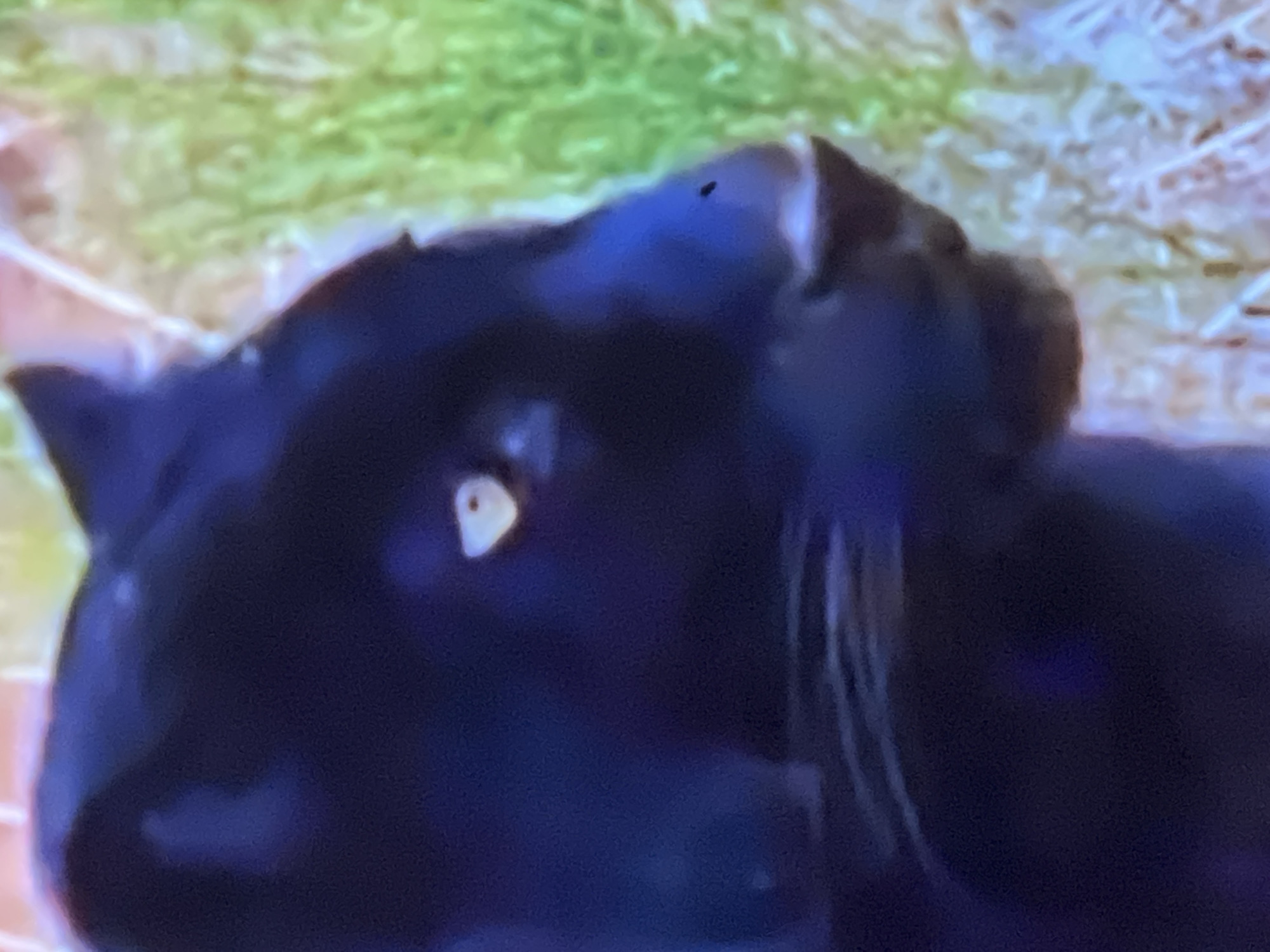 The image is a close-up, side-profile view of a black panther's head. The panther is looking to the right of the frame. Its eye is visible and appears to be a light yellow or white color with a dark pupil. The fur is black and appears sleek. In the background, out of focus, is green foliage and dry, light-colored ground. There is a small black speck on the panther's nose. The image does not provide any information about the city of Casablanca, Morocco, or any human presence.