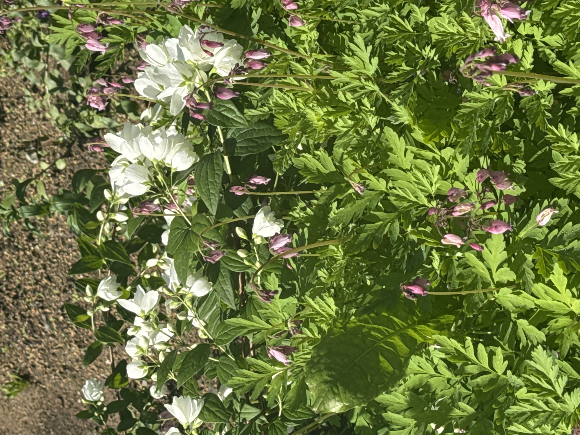 The image depicts a close-up view of a garden in Kashino, Russia, featuring a dense arrangement of flowering plants. In the upper portion of the frame, clusters of white, star-shaped flowers with prominent yellow stamens are visible against a background of dry, brown soil and green foliage. Interspersed among the white flowers are drooping, heart-shaped pink and purple blossoms. The foreground is dominated by lush, green, fern-like foliage, with some of the pink and purple flowers hanging down from slender stems within this greenery. The lighting suggests it is daytime, with sunlight casting shadows and highlighting the textures of the leaves and flowers.
