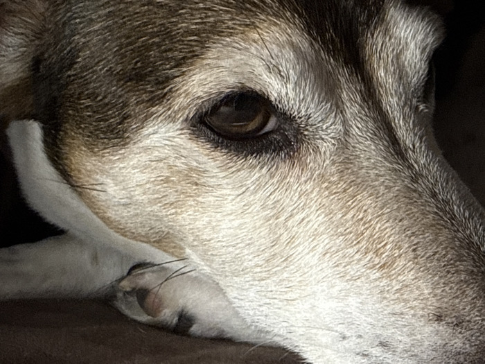In the city of Dubovaya, Russia, a close-up photographic image depicts the right side of a domestic canine's head. The animal exhibits a coat of fur with shades of brown, tan, and grey, along with a distinct white patch observed on a foreleg or paw positioned underneath the right side of its snout. The canine's right eye is open, displaying a dark brown iris and pupil, and is oriented towards the right edge of the frame. Multiple whiskers are visible around the snout and near the white furred paw. The canine appears to be in a state of rest, with its head lowered onto a dark, indistinct surface. The background is dark and out of focus, indicating a low-light environment. Illumination originates from the left side of the subject, highlighting facial contours and casting soft shadows.