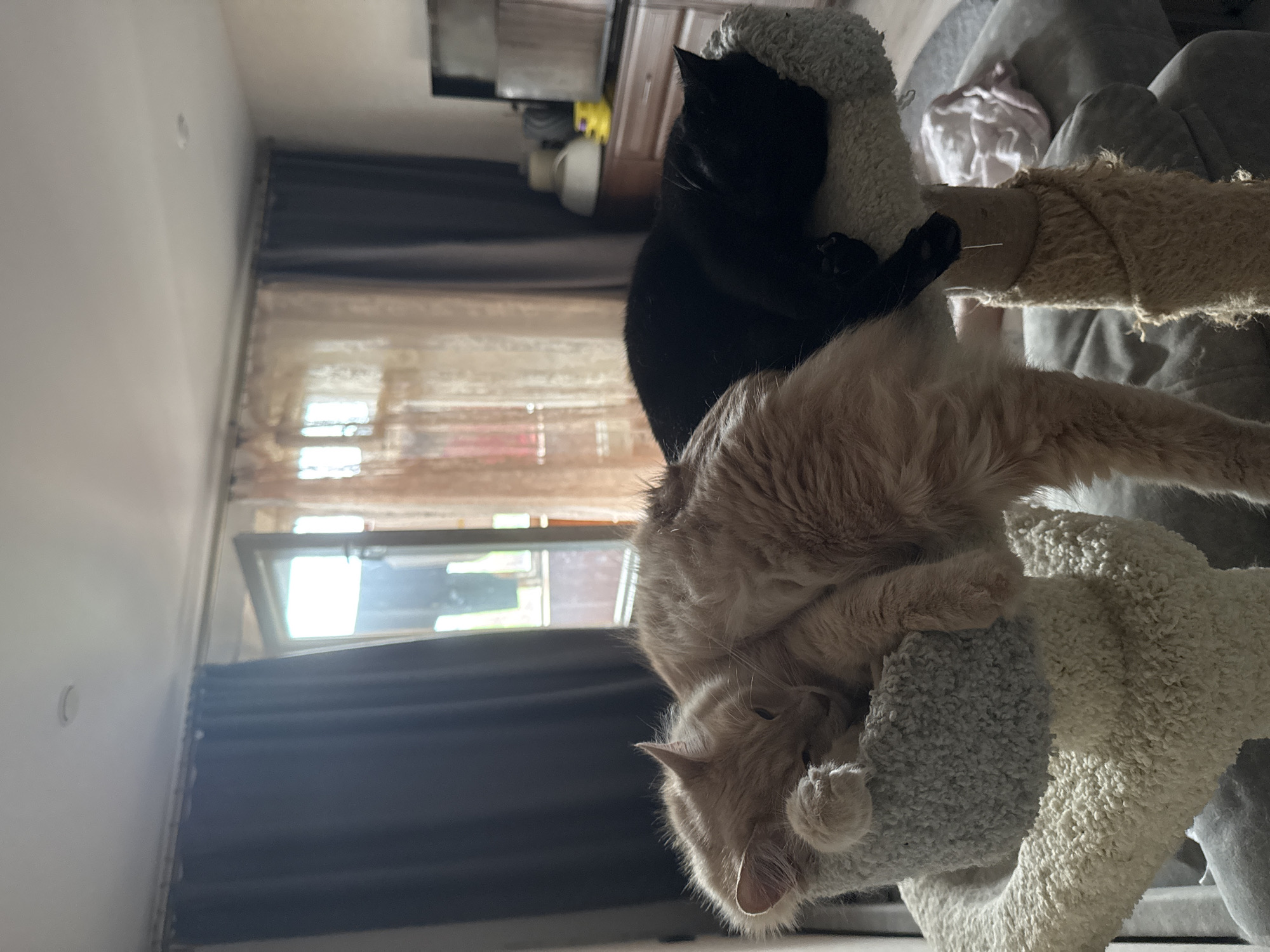 The image shows a cat tree with two cats. A black cat is sleeping on the top level of the cat tree. Below the black cat, a light orange cat is sleeping on its side, curled up on a lower level of the cat tree. The cats appear relaxed and comfortable. The setting is indoors, with a window visible in the background, suggesting it is daytime. The lighting from the window indicates natural light. The room appears to be a living space. The image is taken from a low angle, looking up at the cats. There is no visible text in the image.