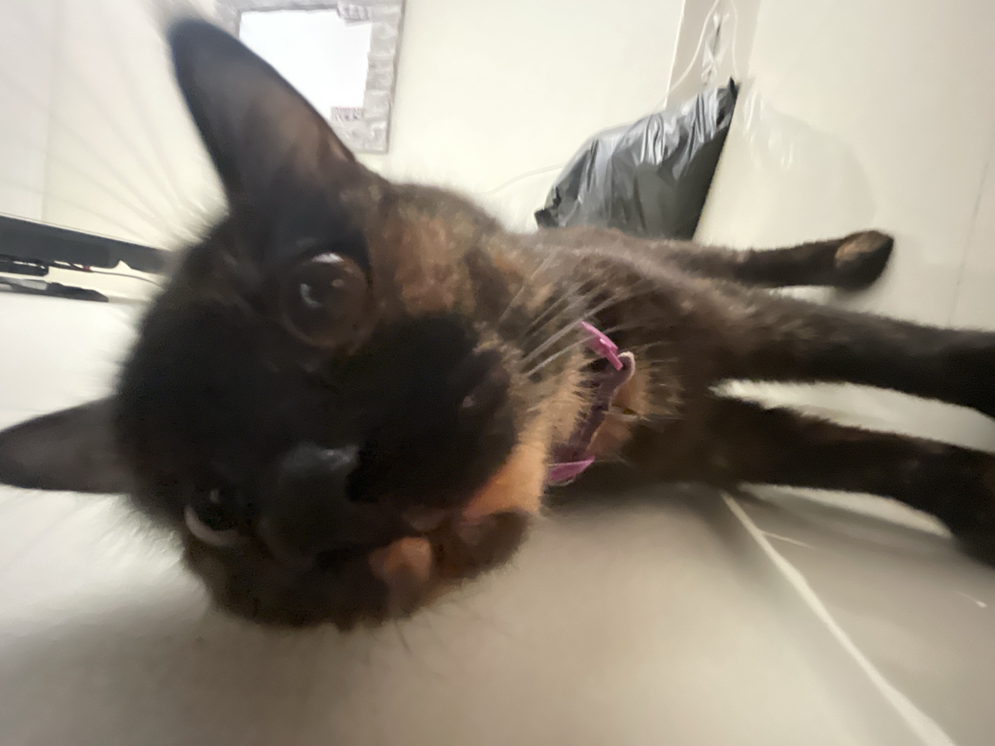 The image shows a close-up, distorted view of a young tortoiseshell cat standing on a light-colored tiled floor. The cat is wearing a pink collar and its fur has patches of black, brown, and orange. Its eyes are wide open, and its ears are perked up. The background is out of focus, but appears to be an indoor setting with a white wall on the left and a black trash bag and some white objects on the right. The lighting suggests it is daytime. No specific location in Denpasar, Indonesia can be determined from the image.