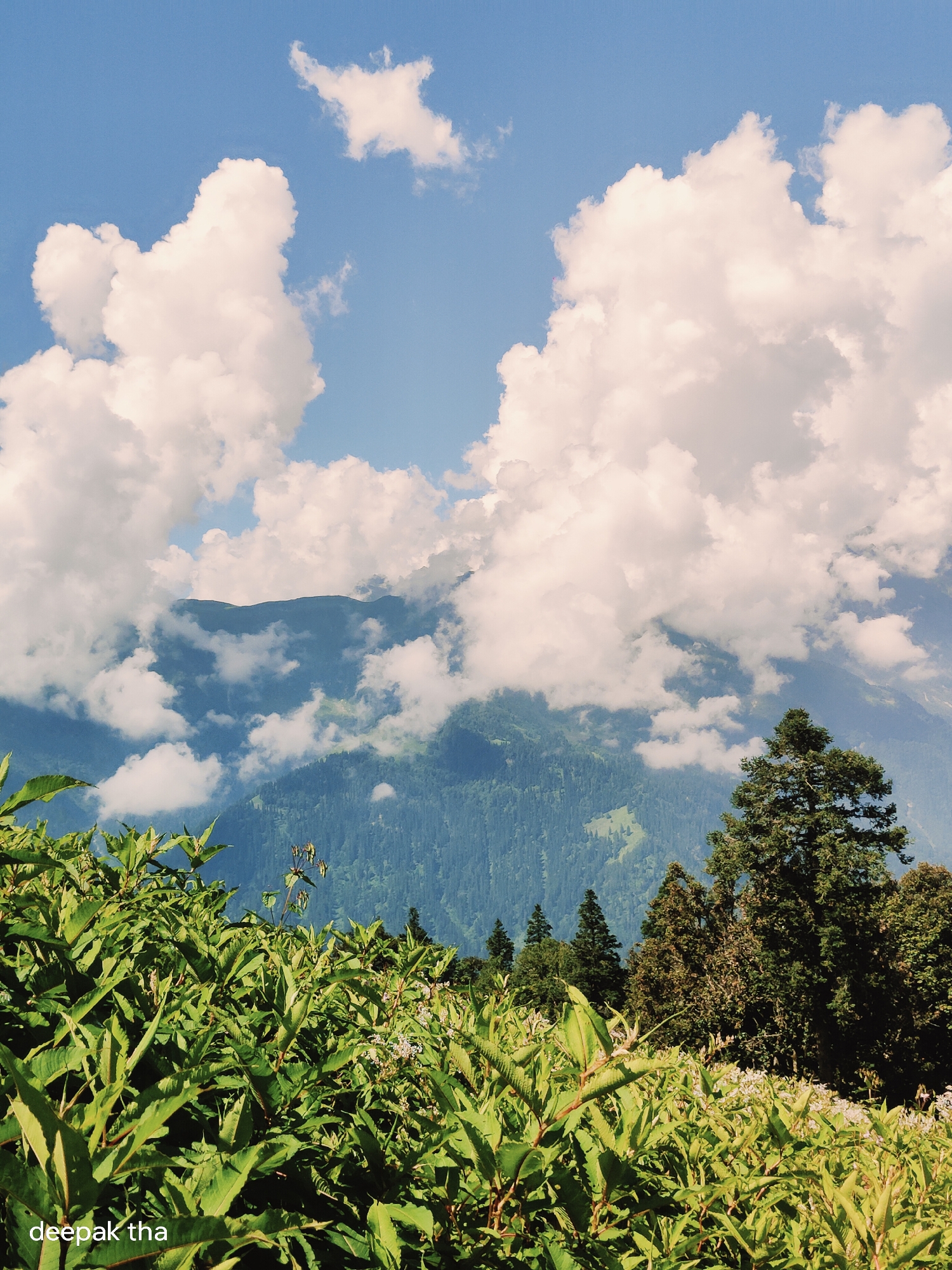 A vertical, medium-wide shot captures a scenic view of mountains and clouds in Manali, India. In the foreground, lush green foliage with visible leaves and stems dominates the lower half of the frame. Some small white flowers are interspersed within the greenery. Beyond the foreground, a dense forest of evergreen trees covers the slopes of the mountains. The middle ground reveals more layered mountains, partially obscured by fluffy white clouds that are scattered across a clear blue sky. The sky itself is a bright, vibrant blue with large, cumulus clouds that appear bright white, indicating strong sunlight. The overall atmosphere is one of natural beauty and serenity, likely taken on a clear, sunny day. The text "deepak tha" is visible in the lower-left corner of the image.