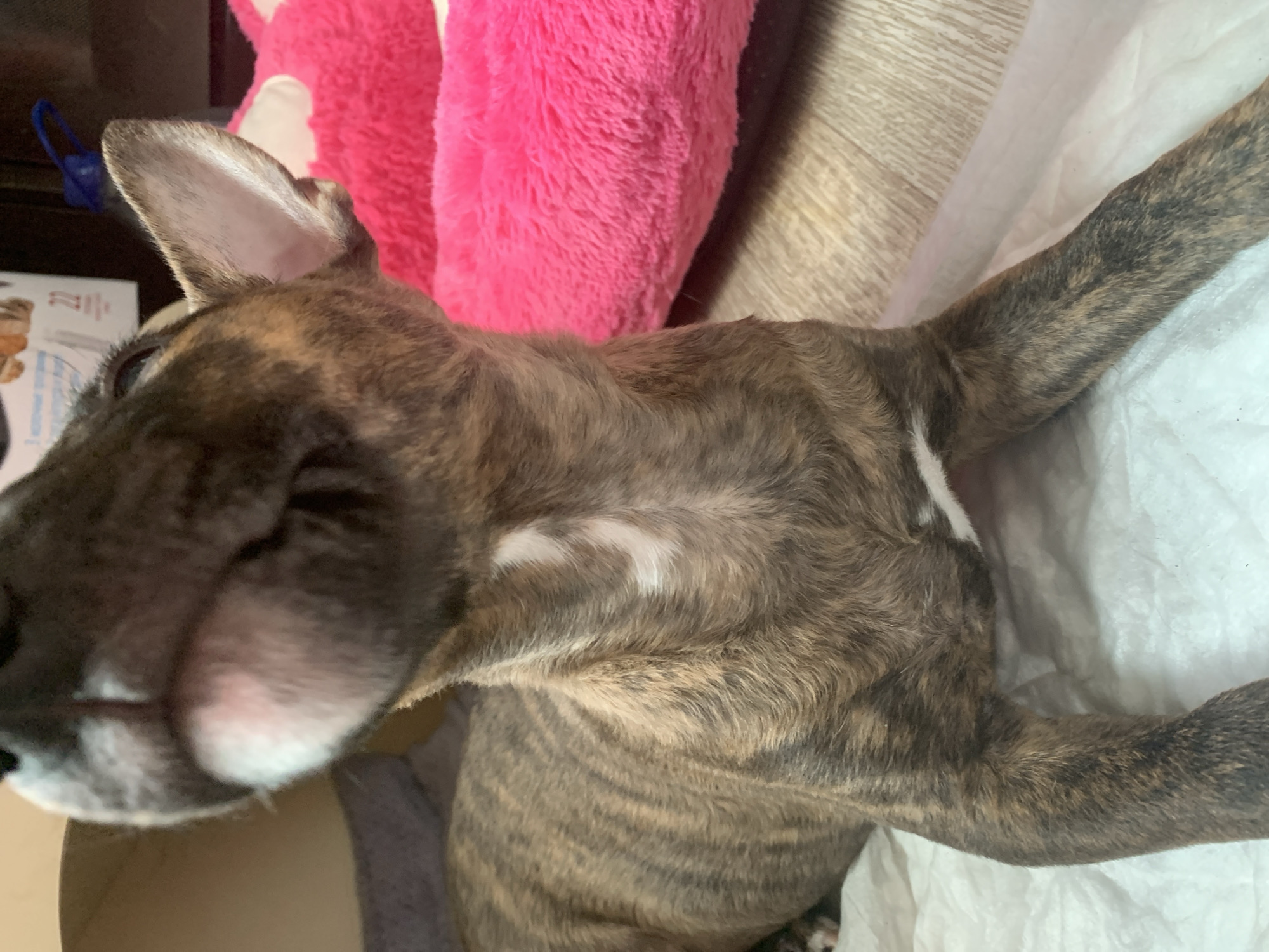 A brindle-colored puppy is lying down on a white, absorbent pad. The puppy's head is tilted upwards, and its snout and mouth are visible. A bright pink, plush dog bed is situated behind the puppy to the right. The flooring appears to be light-colored wood laminate. The environment does not provide any specific indicators of location within Kazan, Russia.