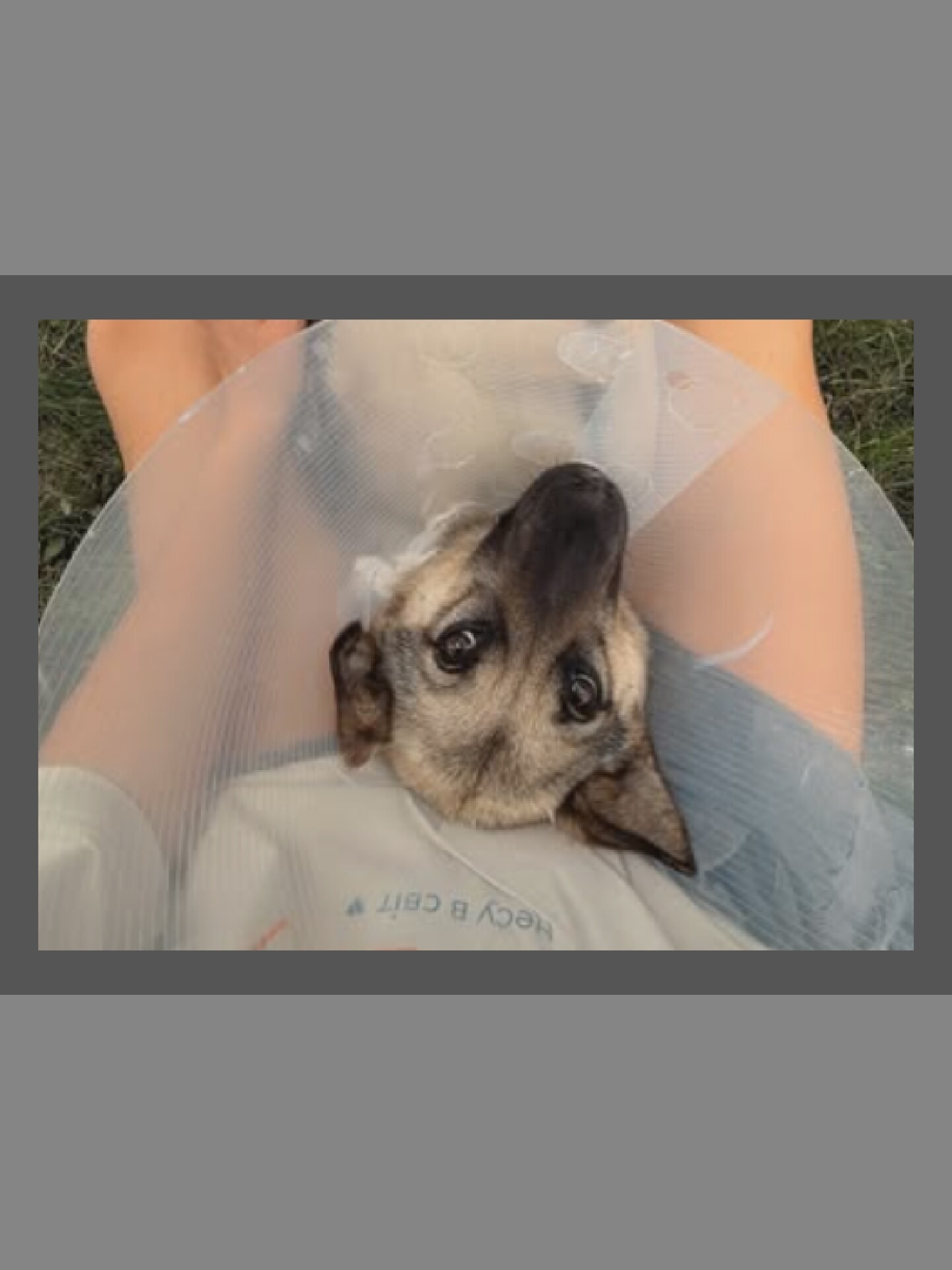 In an outdoor, grassy area, a dog wearing a plastic Elizabethan collar rests its head on the lap of an unseen person. The dog's head is tilted upwards, and its eyes are open. The person's legs are visible, covered in a light-colored fabric. The collar is transparent and flares outwards. A portion of a blue, possibly fabric, material is also visible. Text is present on the light-colored fabric, reading "HECY B CBIT". The overall scene suggests a moment of rest or comfort.