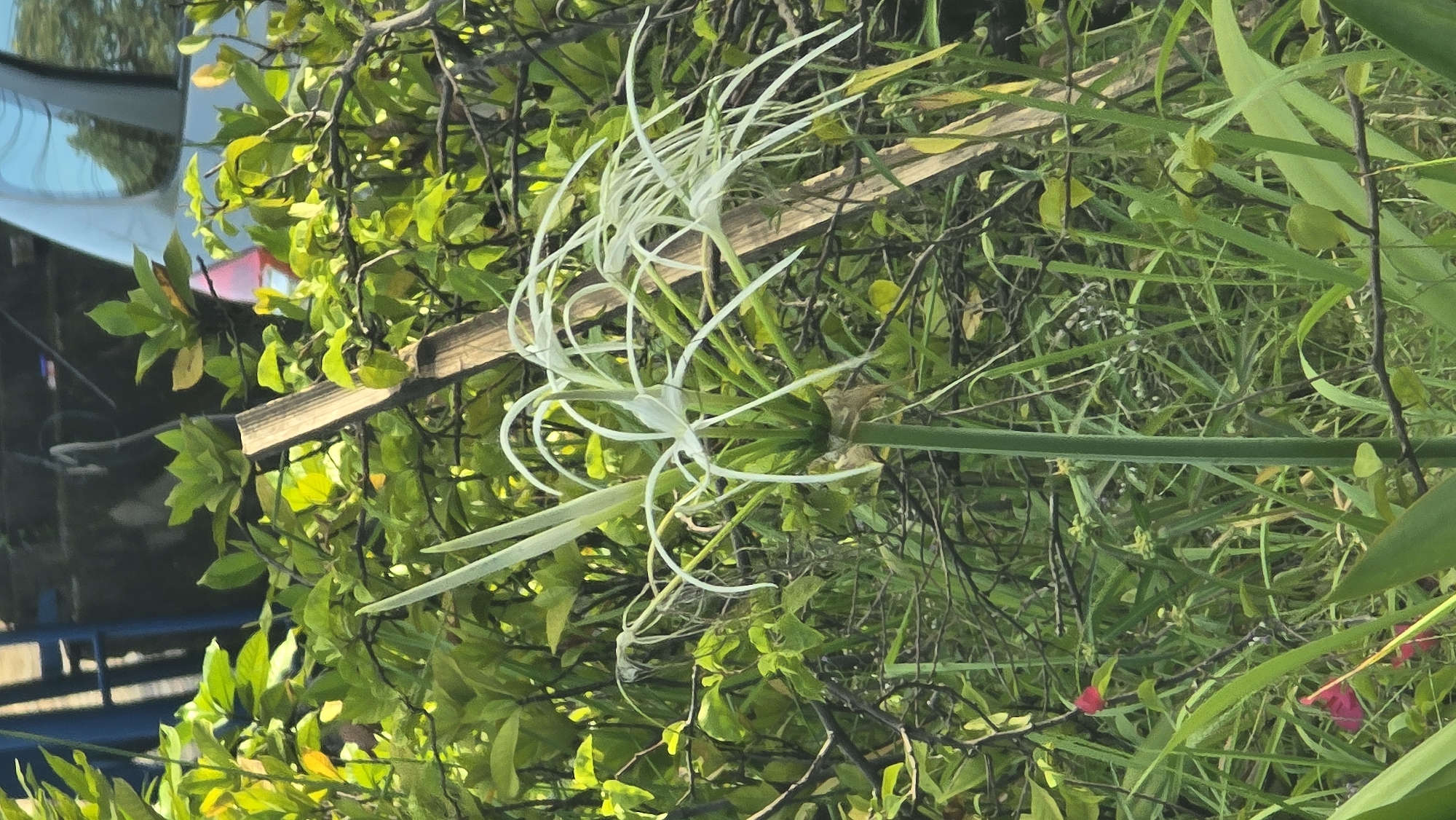 The image depicts a close-up view of two Spider Lily flowers (Hymenocallis littoralis) in a garden setting. The flowers are characterized by their thin, white, spidery petals. They grow on a long green stalk. A wooden beam is partially visible behind the flowers. The surrounding flora includes various types of green vegetation, including leafy plants and grasses. In the background, a glimpse of a blue and silver structure suggests a building or vehicle, hinting at a possible urban location. This is in Denpasar, Indonesia.