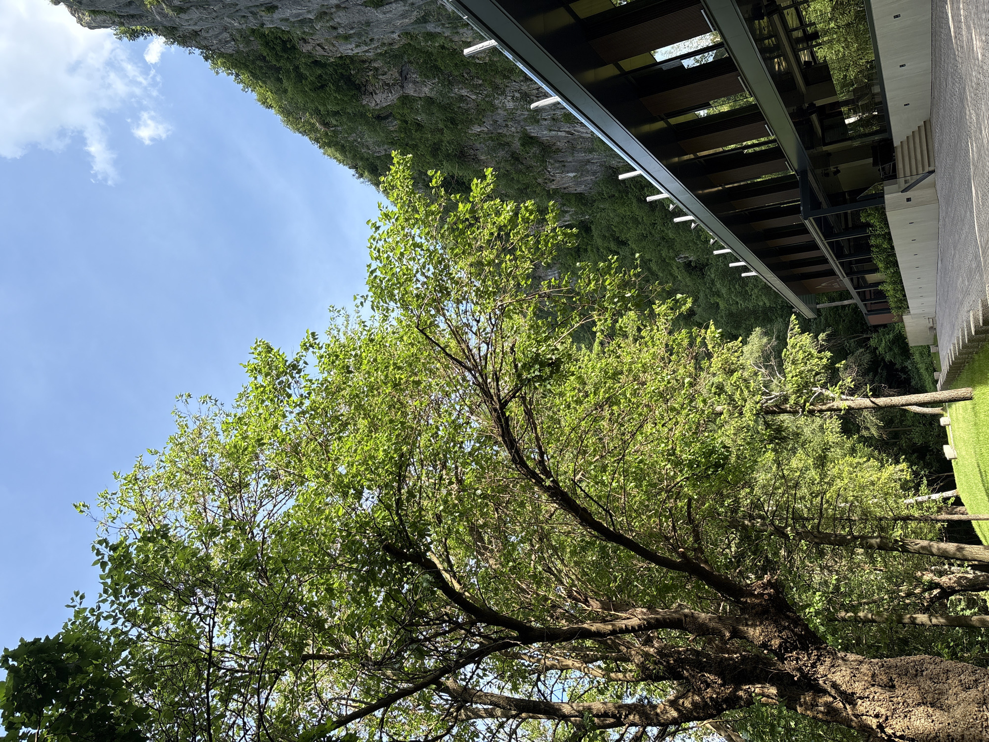 The image depicts a modern building with a glass facade nestled at the base of a steep, verdant cliff face. The building features a dark roof with numerous vertical white fixtures along its edge. The facade is dominated by large windows reflecting the surrounding greenery and sky. A paved walkway leads towards the building, bordered by a strip of neatly trimmed green bushes. To the left of the building, a large tree with a textured trunk and dense green foliage stands prominently. Beyond the tree, a grassy slope descends, dotted with occasional stone elements. The background is characterized by the imposing cliff, covered in dense vegetation, under a clear blue sky with scattered white clouds. This scene is located in the Vratsa Nature Park, near the city of Vratsa, Bulgaria, specifically at the base of the Vratsata Gorge, likely near the Vratsata Information Center or a similar structure built to integrate with the natural landscape. No people are visible in the image.