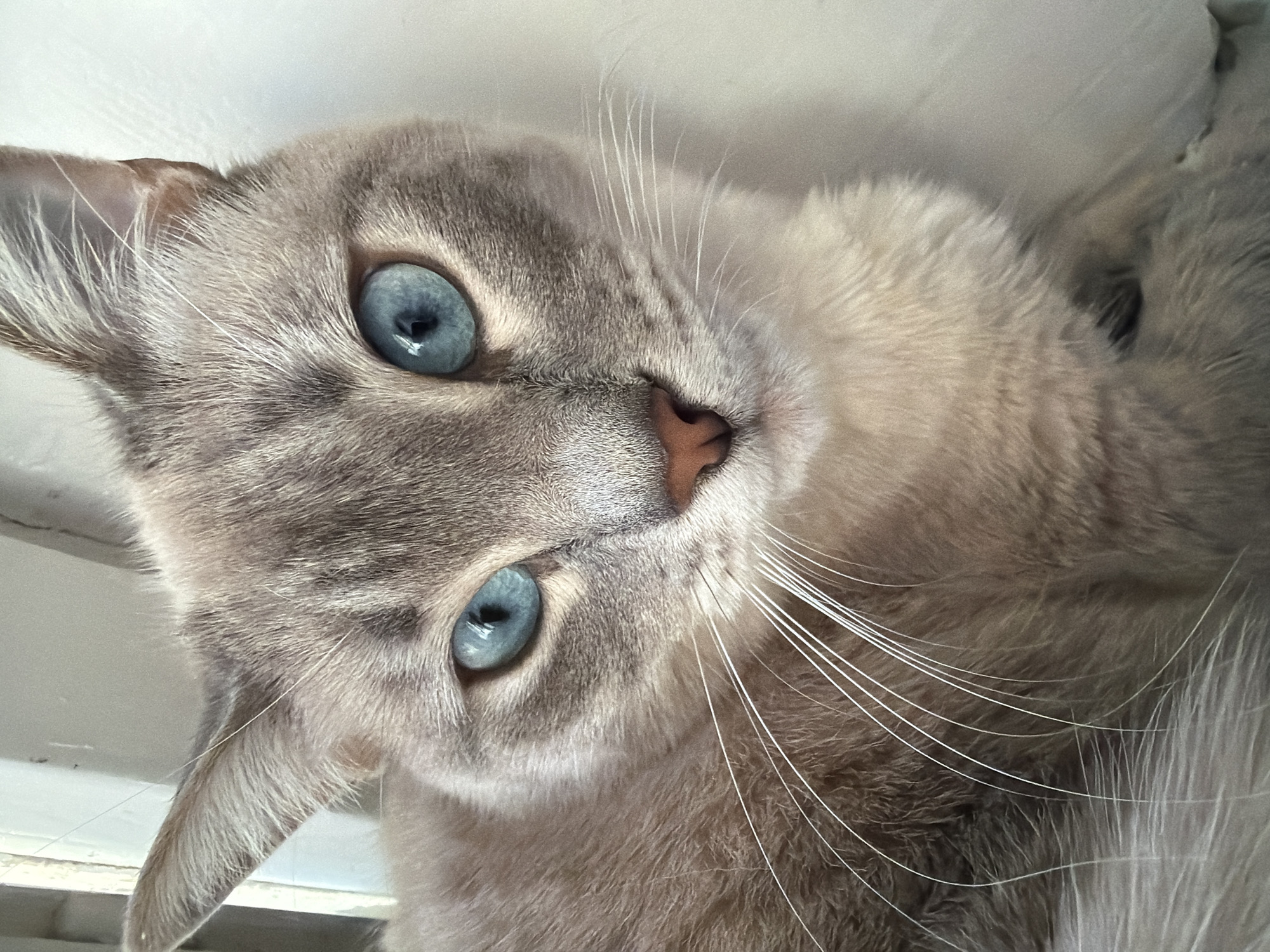The image is a close-up, head-and-shoulders shot of a domestic cat. The cat has light brown fur with darker tabby markings on its face and ears. Its most striking feature is its bright blue eyes. The cat is looking directly at the camera. The background is a plain, light-colored wall. There is no indication of the city of Sady I Dachi, Russia, in this image.